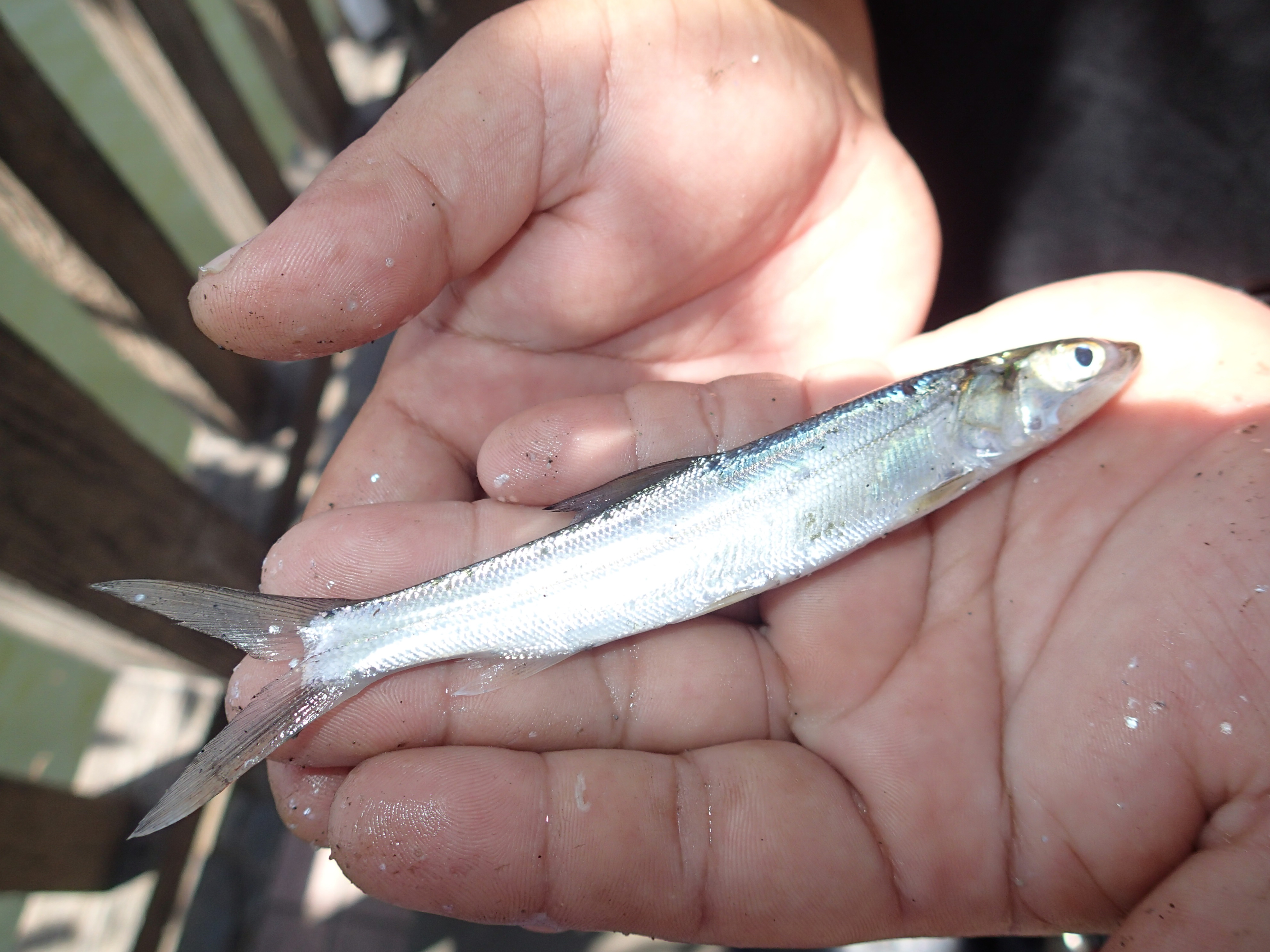 カライワシ目 WEB魚図鑑