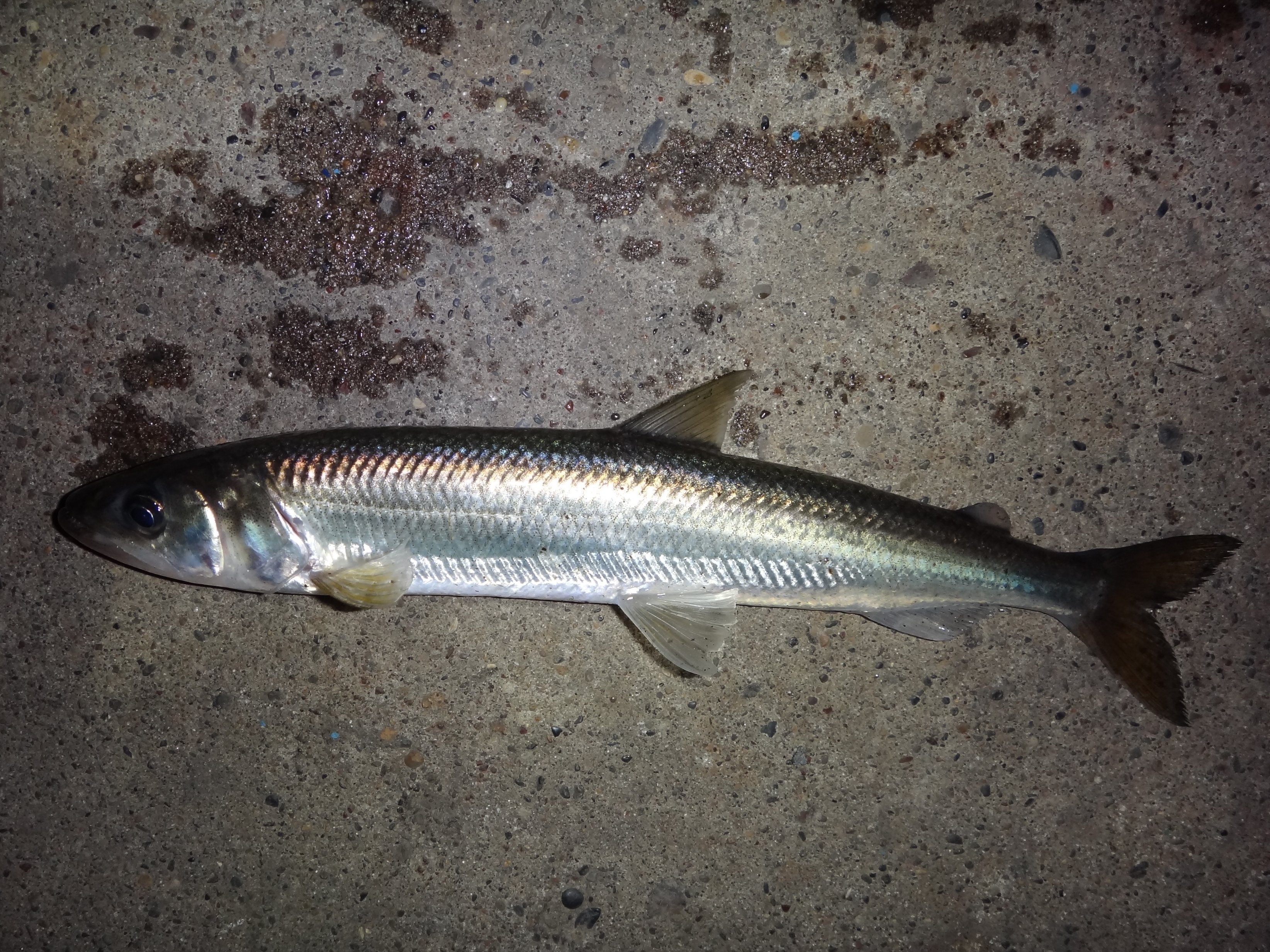 キュウリウオ (2013.09.29) WEB魚図鑑