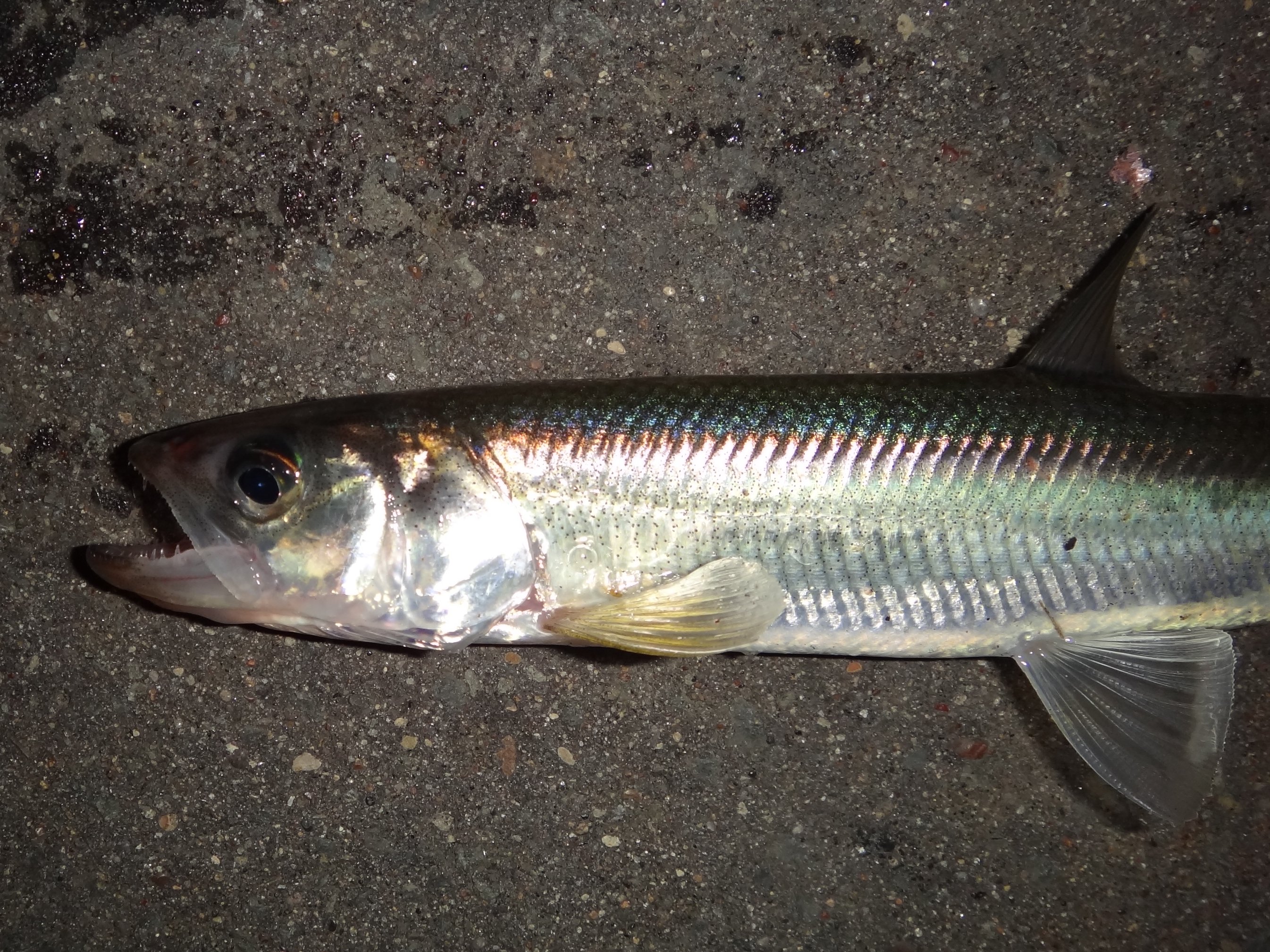 キュウリウオ (2013.09.29) WEB魚図鑑