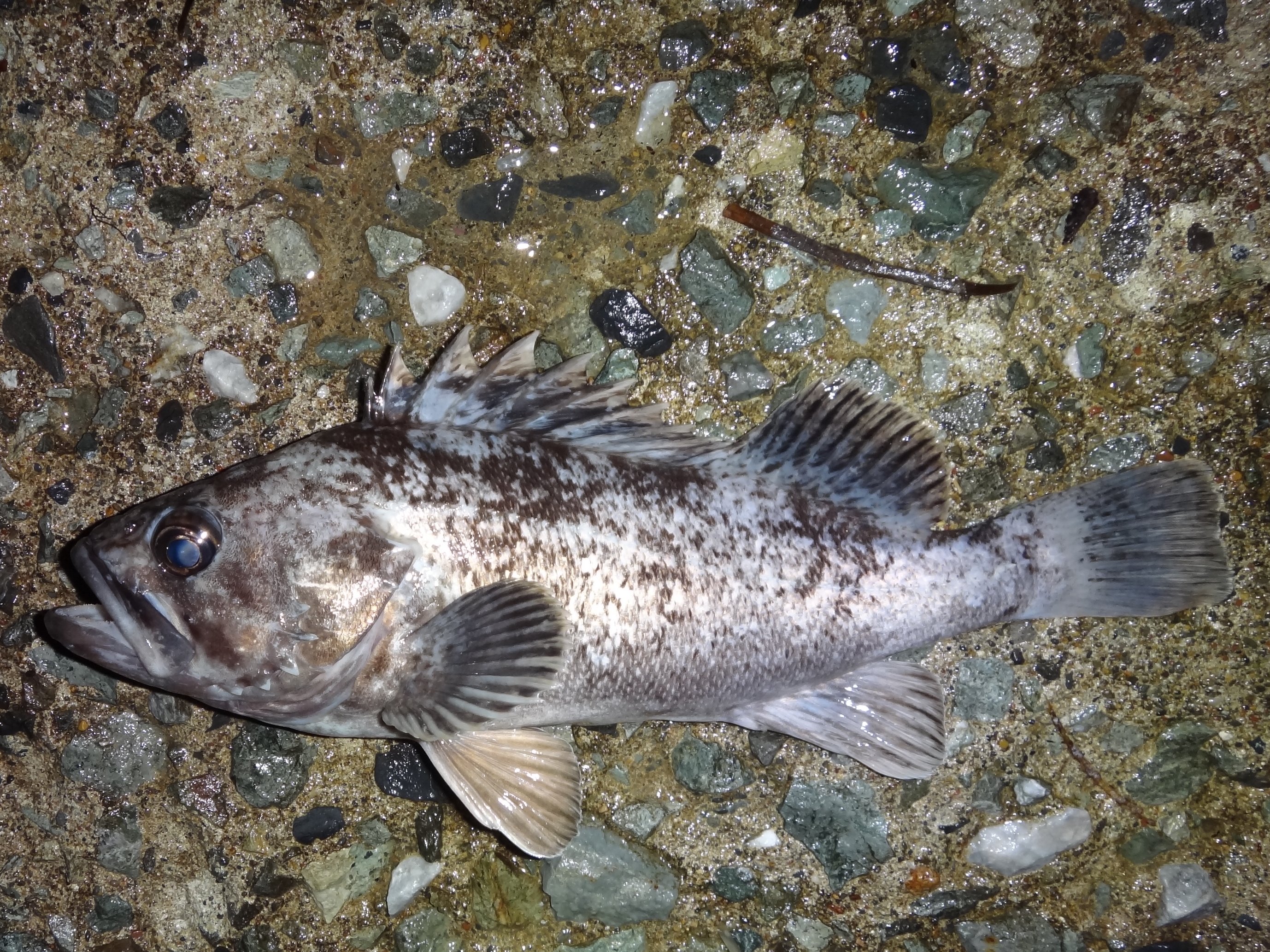 クロソイ (2013.10.08) WEB魚図鑑