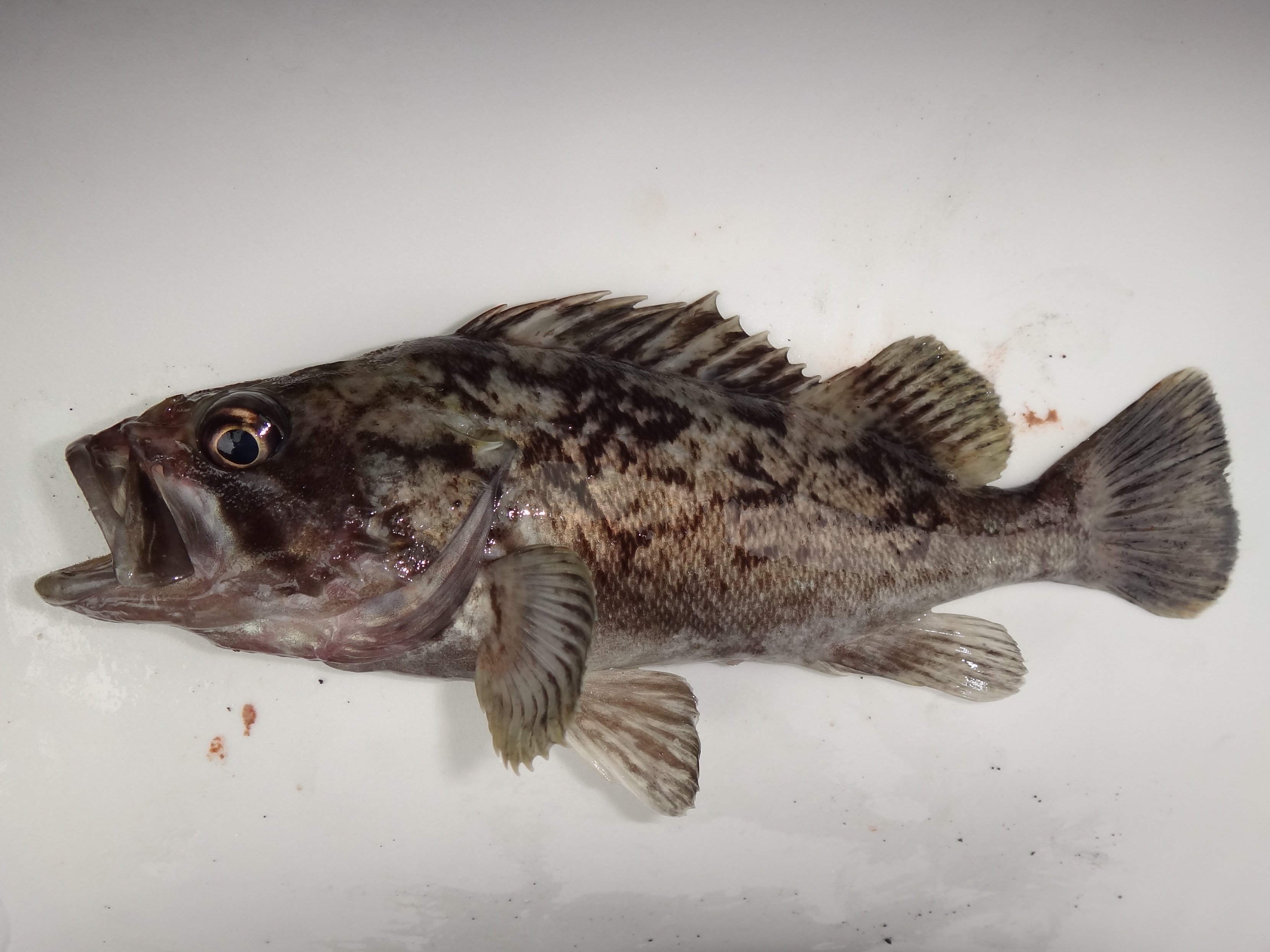 クロソイ (2013.10.08) WEB魚図鑑