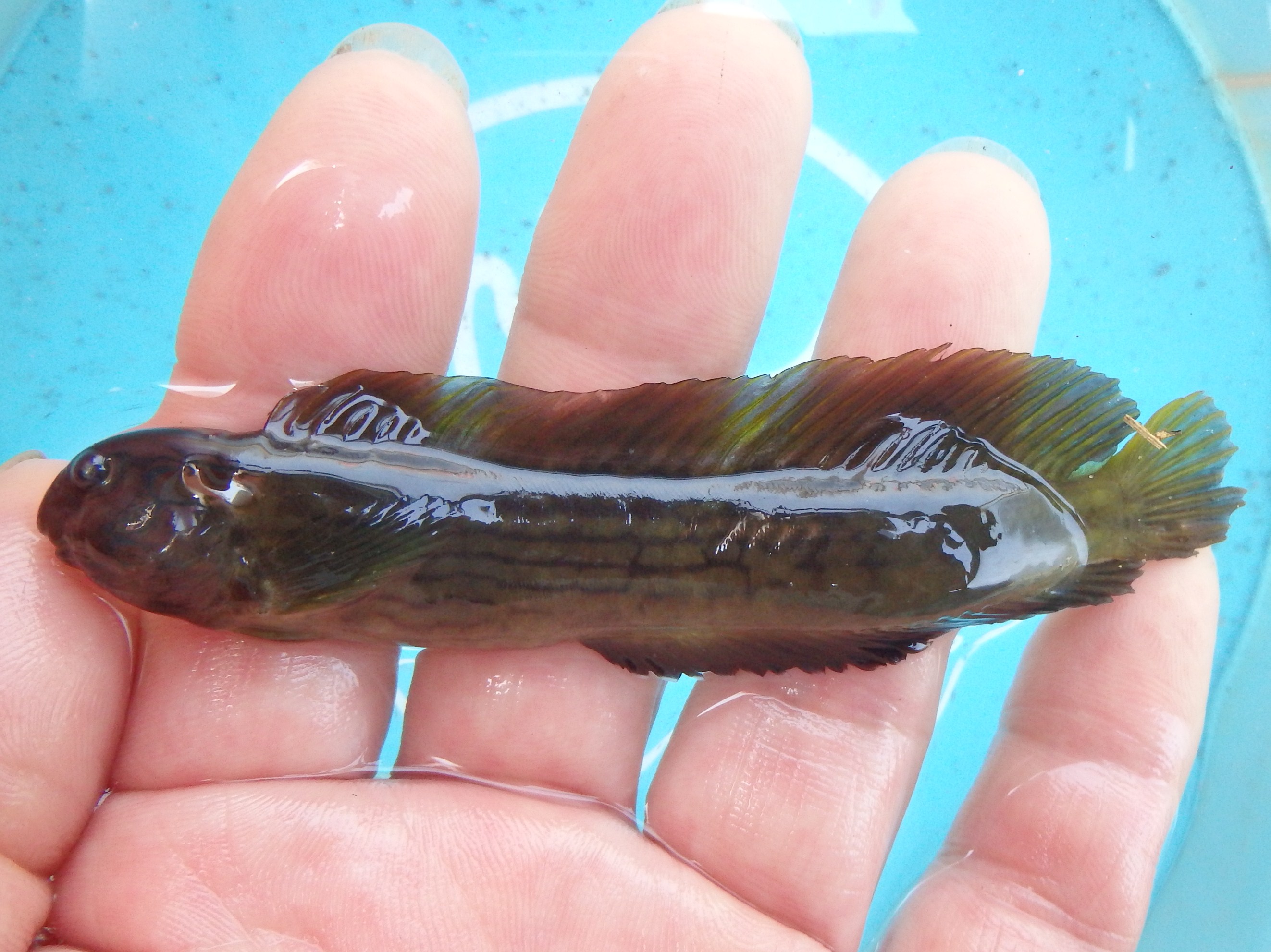 イダテンギンポ (2013.10.16) WEB魚図鑑
