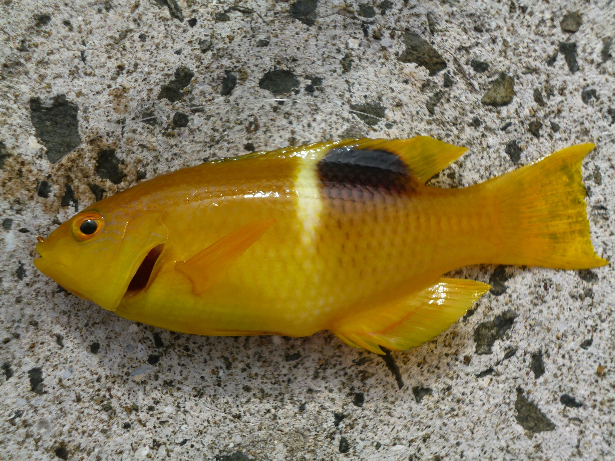 タキベラ (2013.10.27) WEB魚図鑑