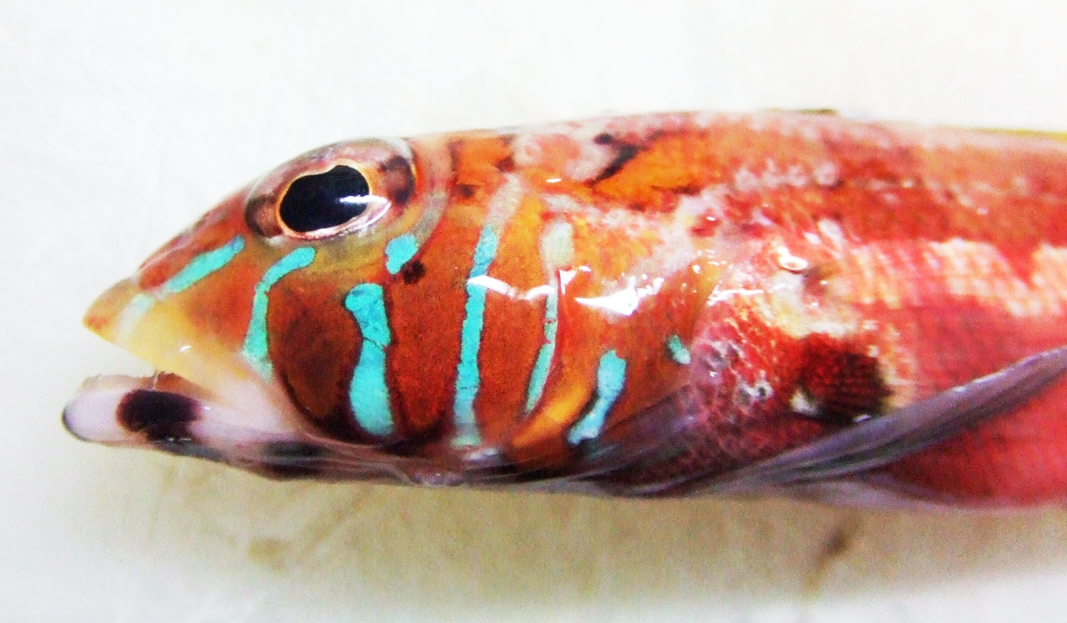 トラギス (2013.11.18) WEB魚図鑑