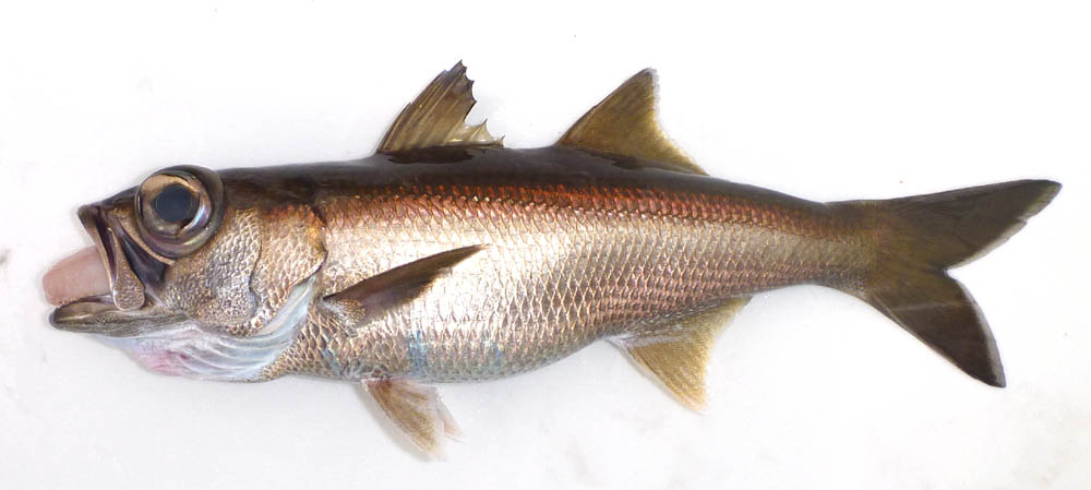 ムツ WEB魚図鑑
