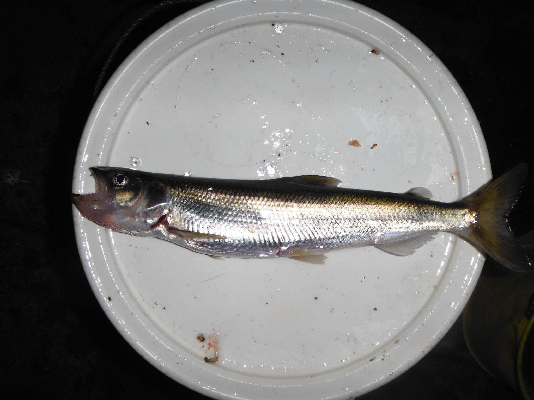 キュウリウオ (2014.01.25) WEB魚図鑑