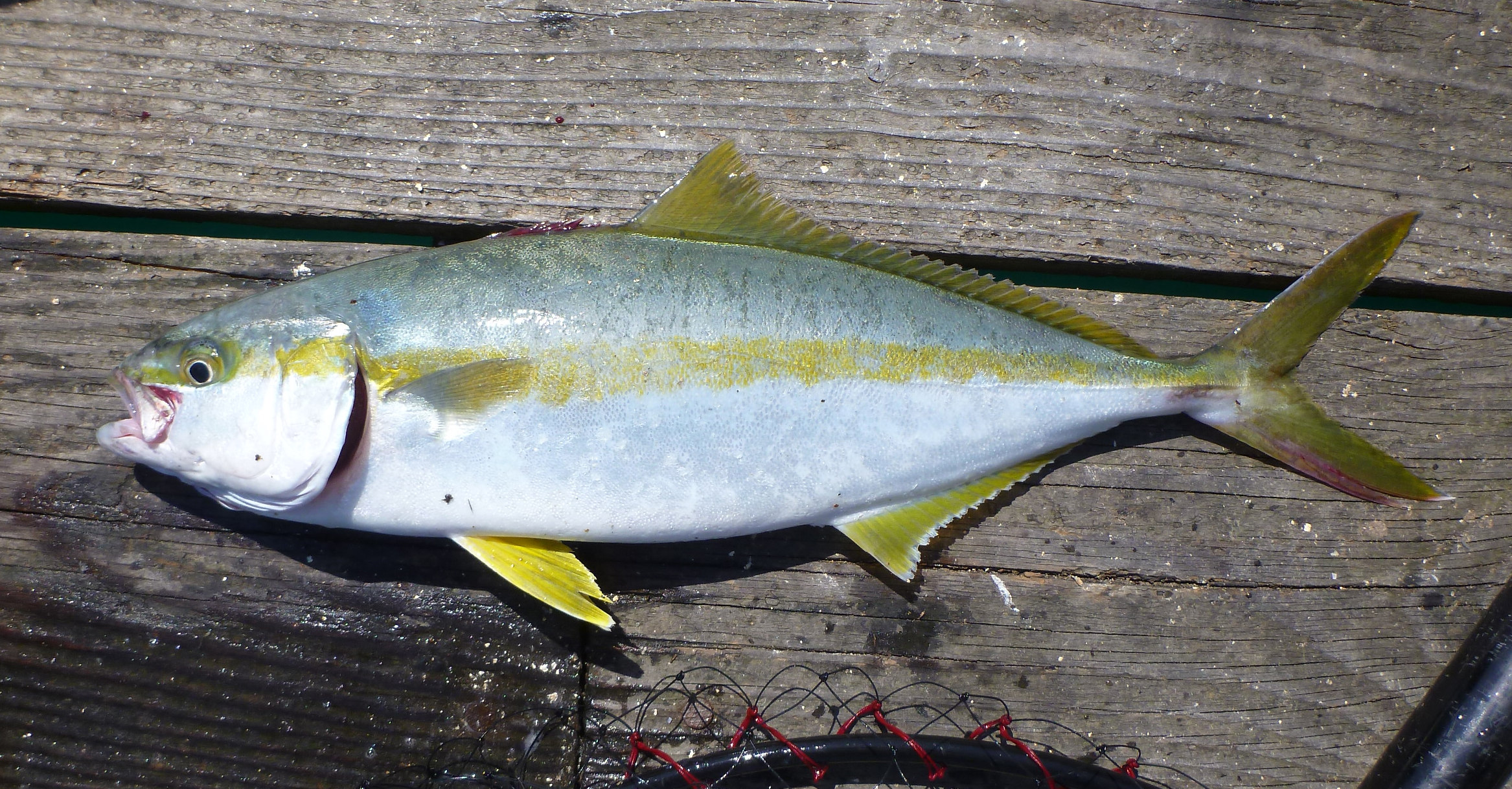 ヒラマサ (2014.02.12) WEB魚図鑑