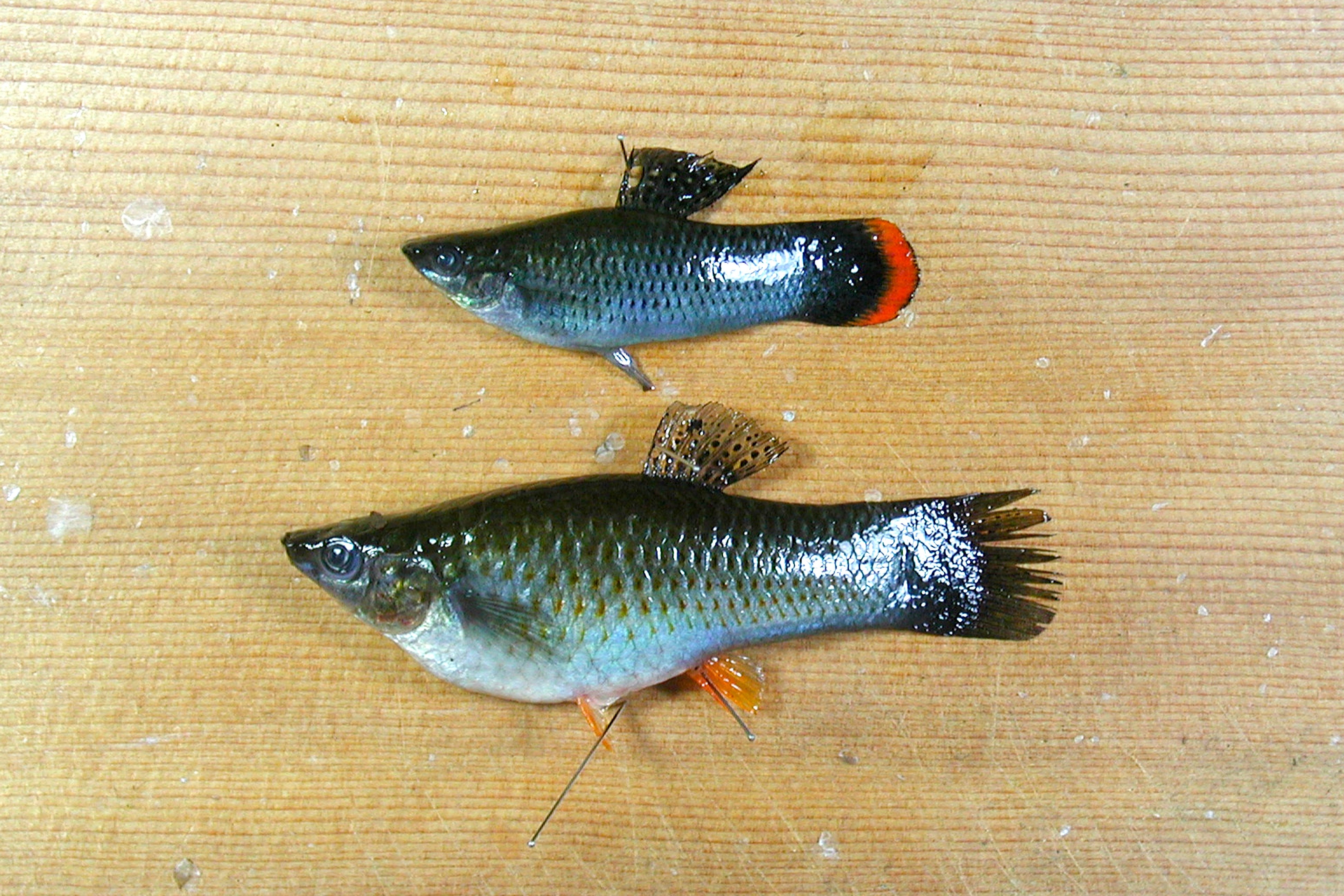 グッピー属 WEB魚図鑑