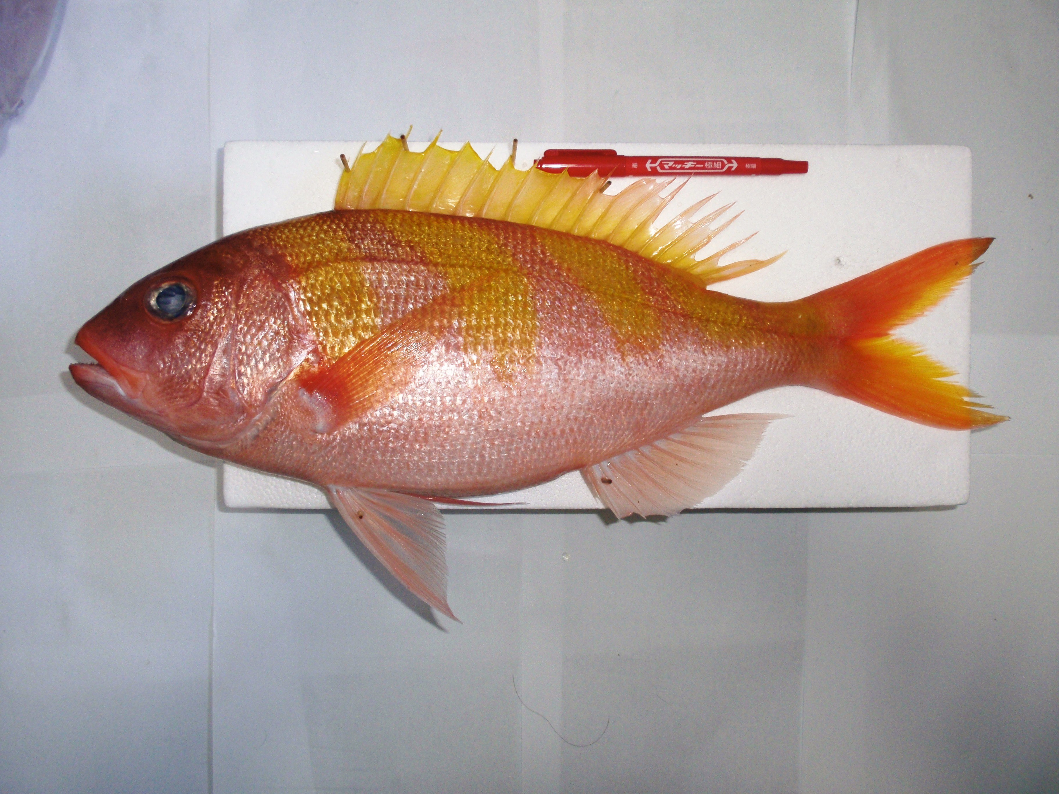 シマチビキ WEB魚図鑑
