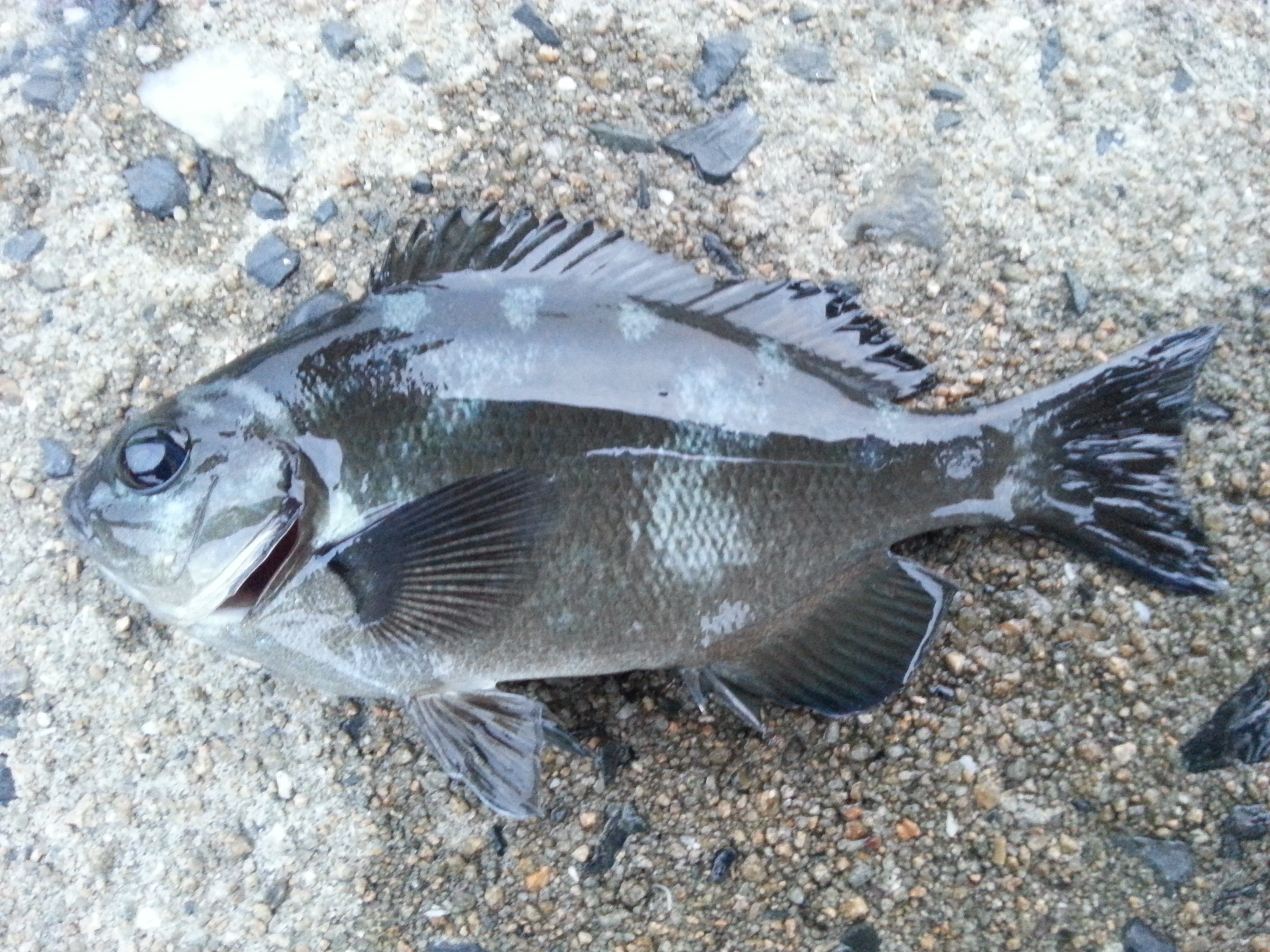 クロメジナ (2014.04.26) WEB魚図鑑