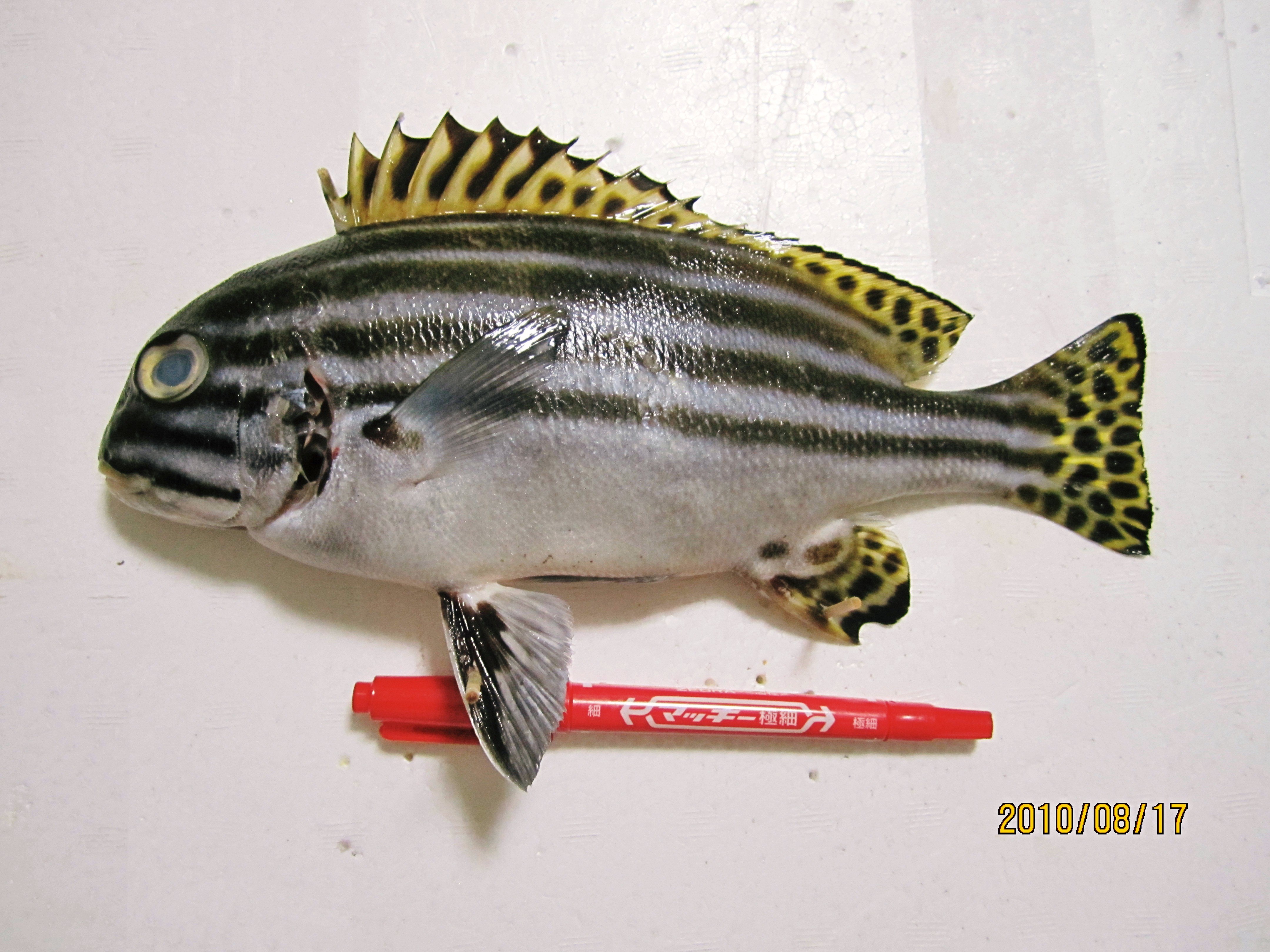 ヒレグロコショウダイ WEB魚図鑑