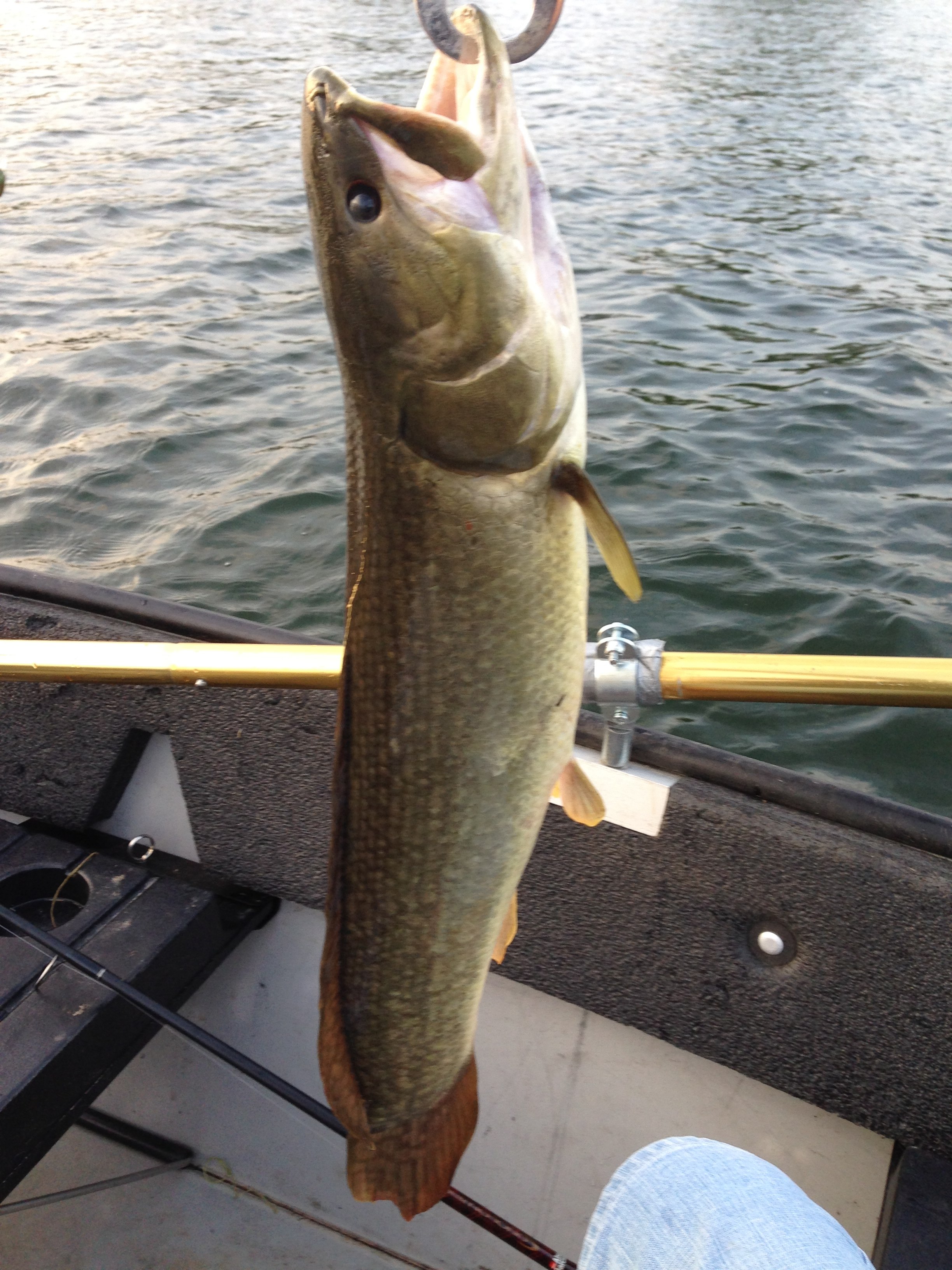 ボウフィン WEB魚図鑑