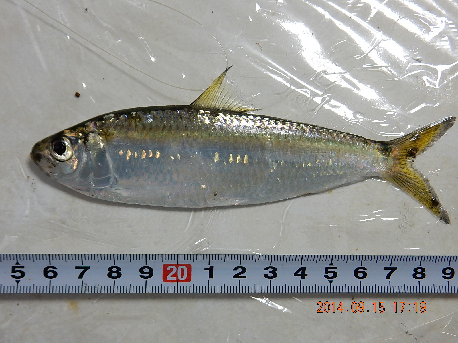 サッパ (2014.09.15) WEB魚図鑑