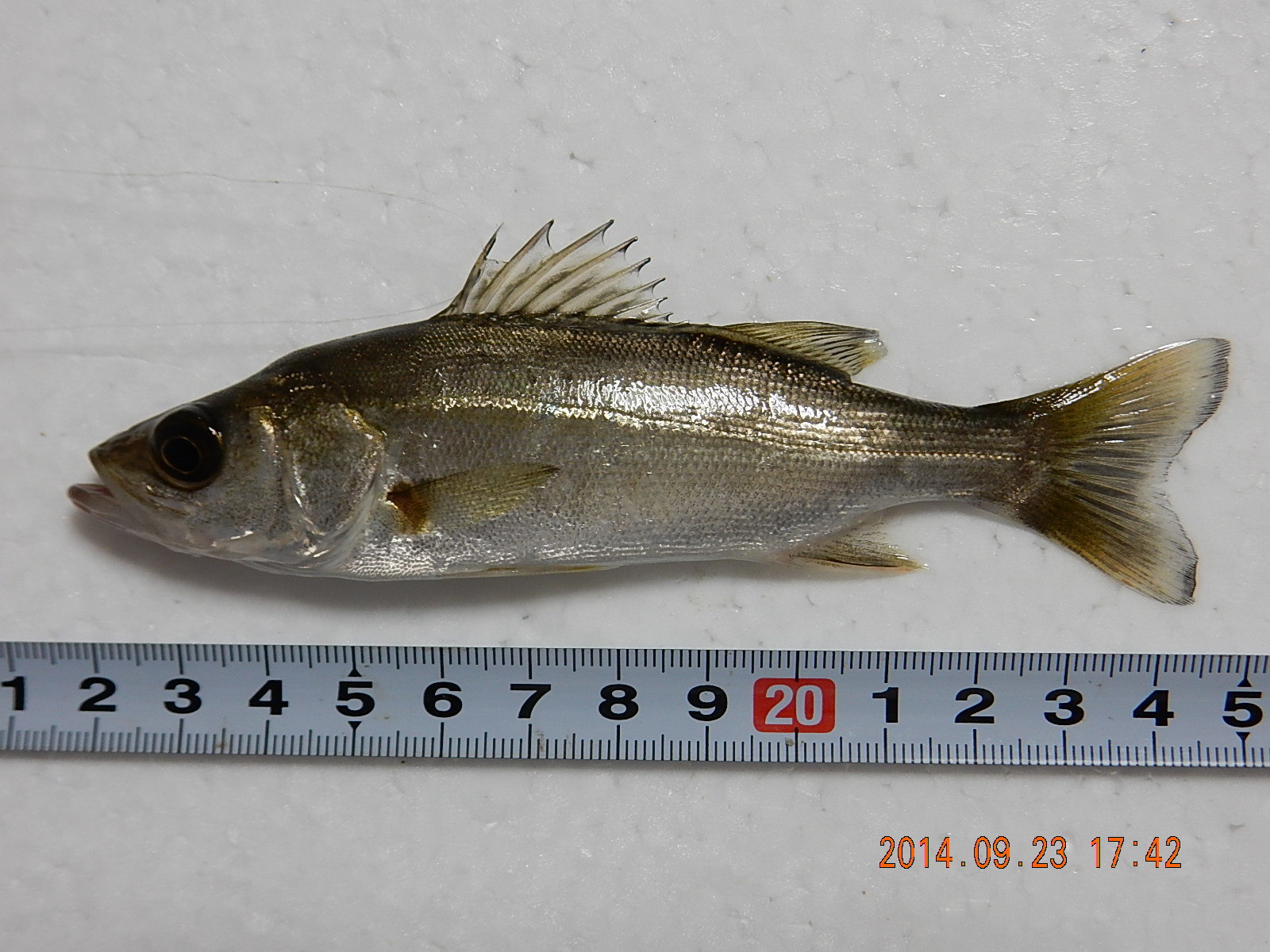 スズキ (2014.09.23) WEB魚図鑑