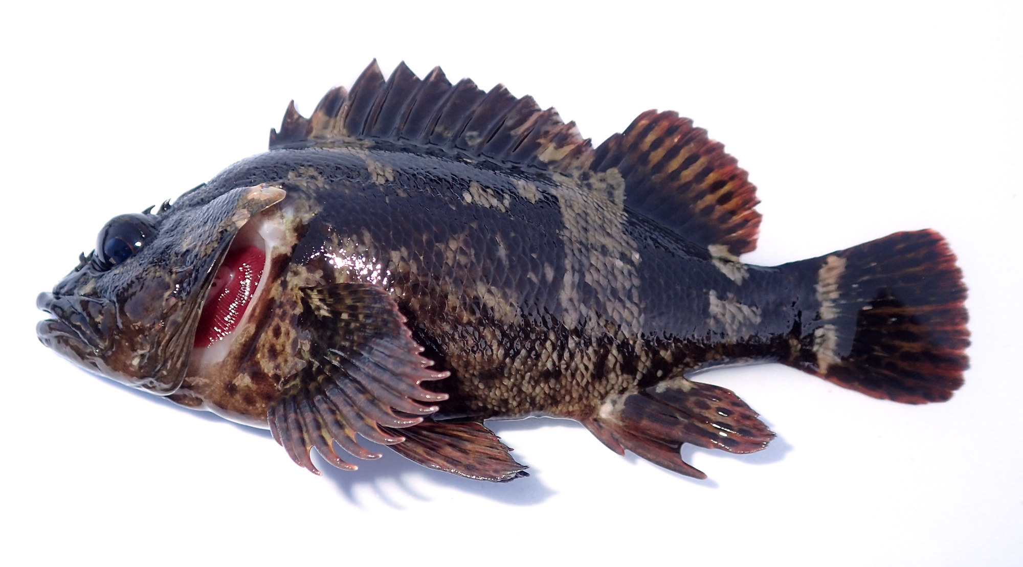 ムラソイ WEB魚図鑑