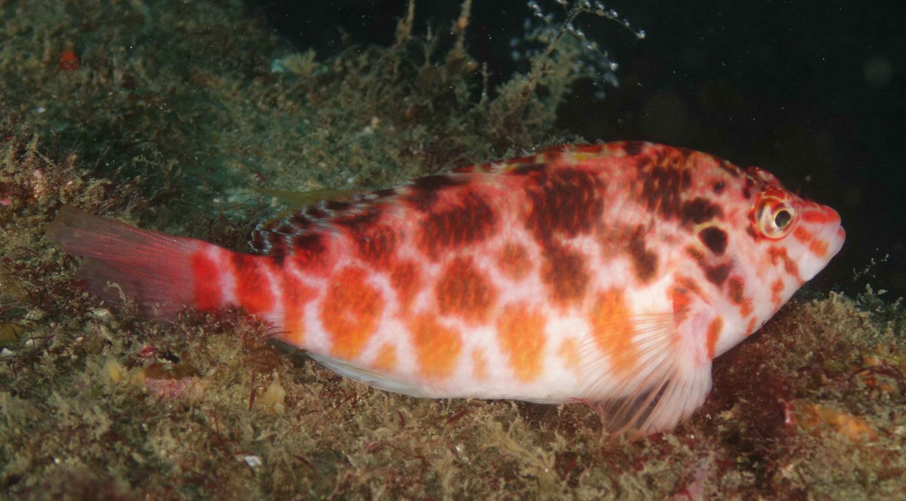 ミナミゴンベ (2014.12.01) WEB魚図鑑