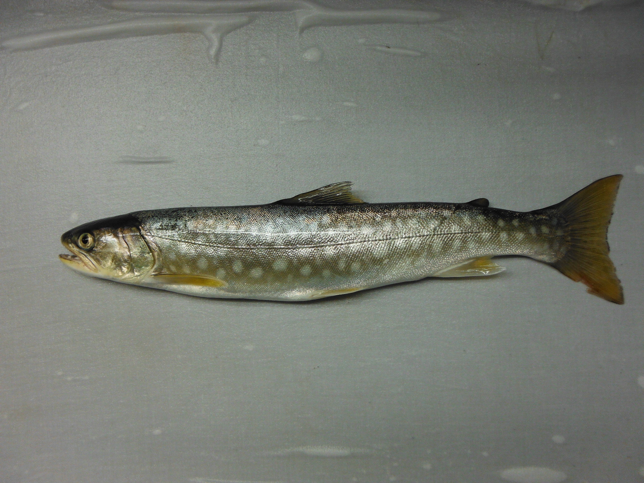 アメマス (2015.03.01) WEB魚図鑑