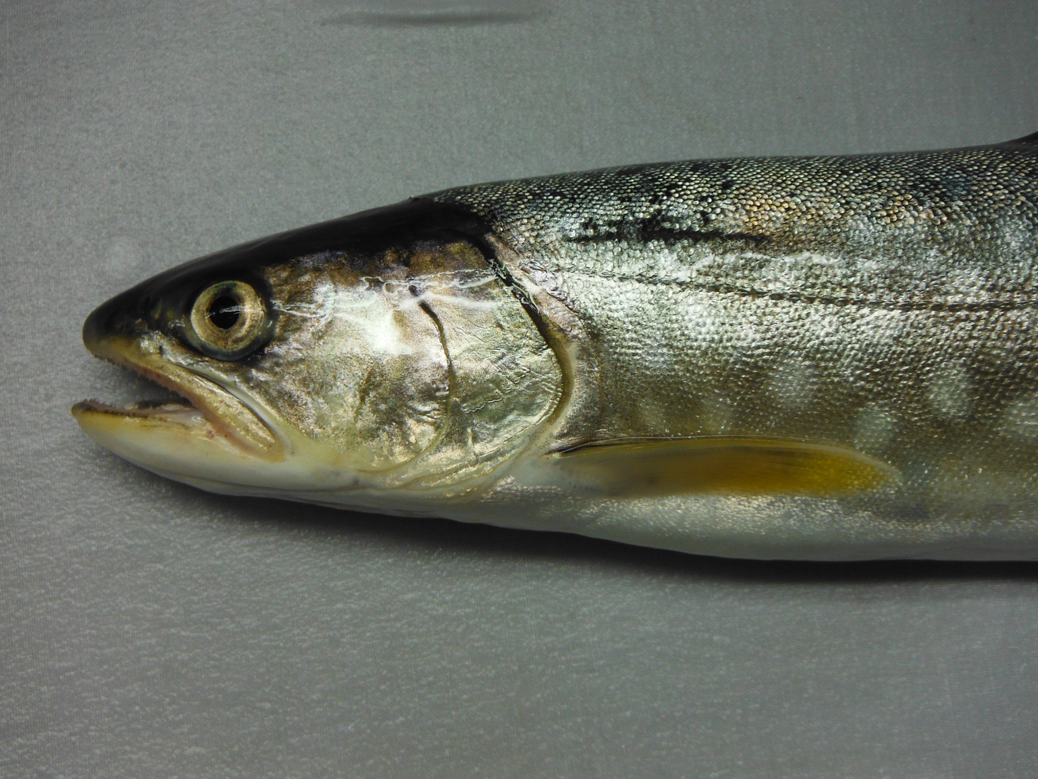 アメマス (2015.03.01) WEB魚図鑑