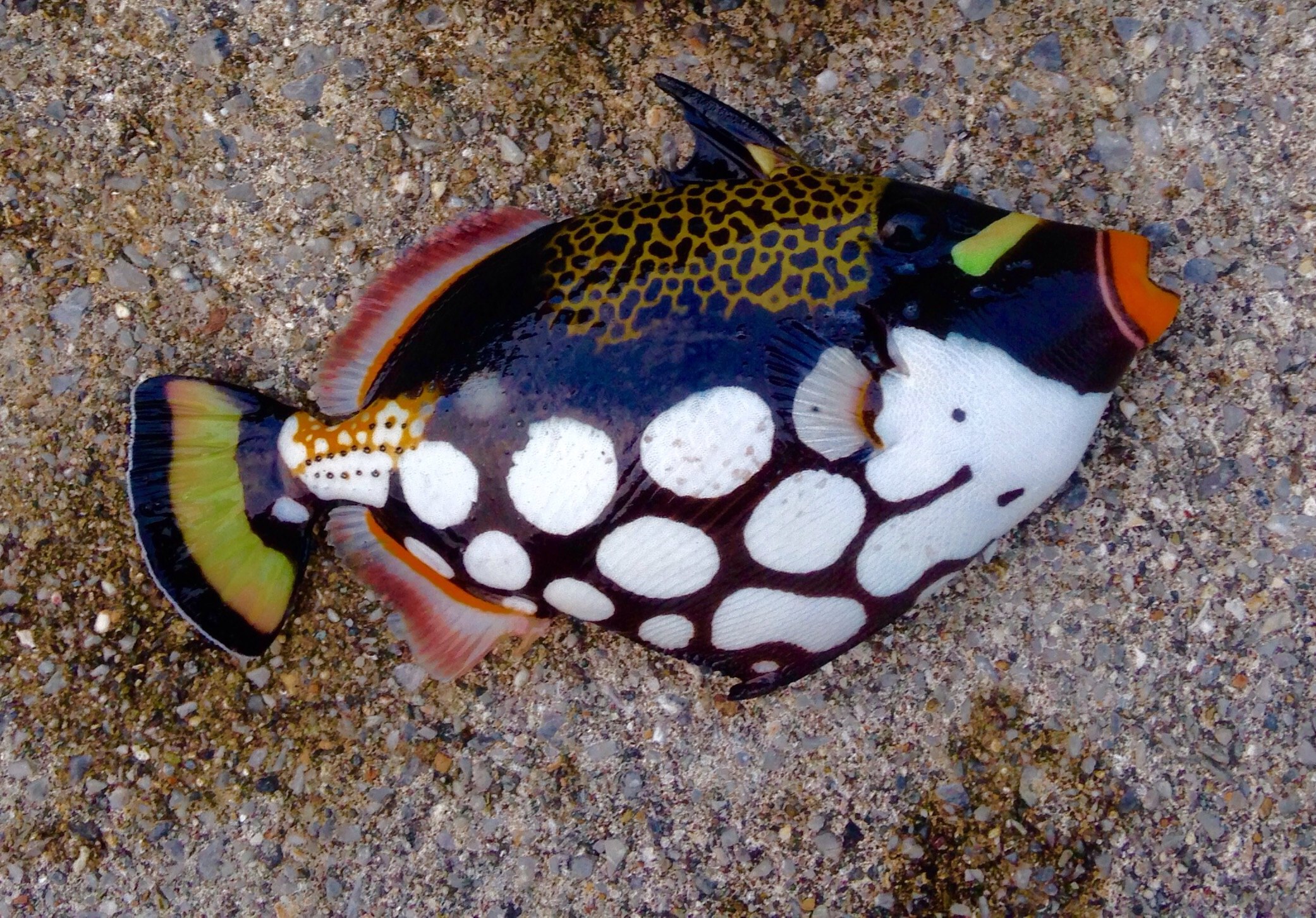 モンガラカワハギ (2015.05.01) WEB魚図鑑