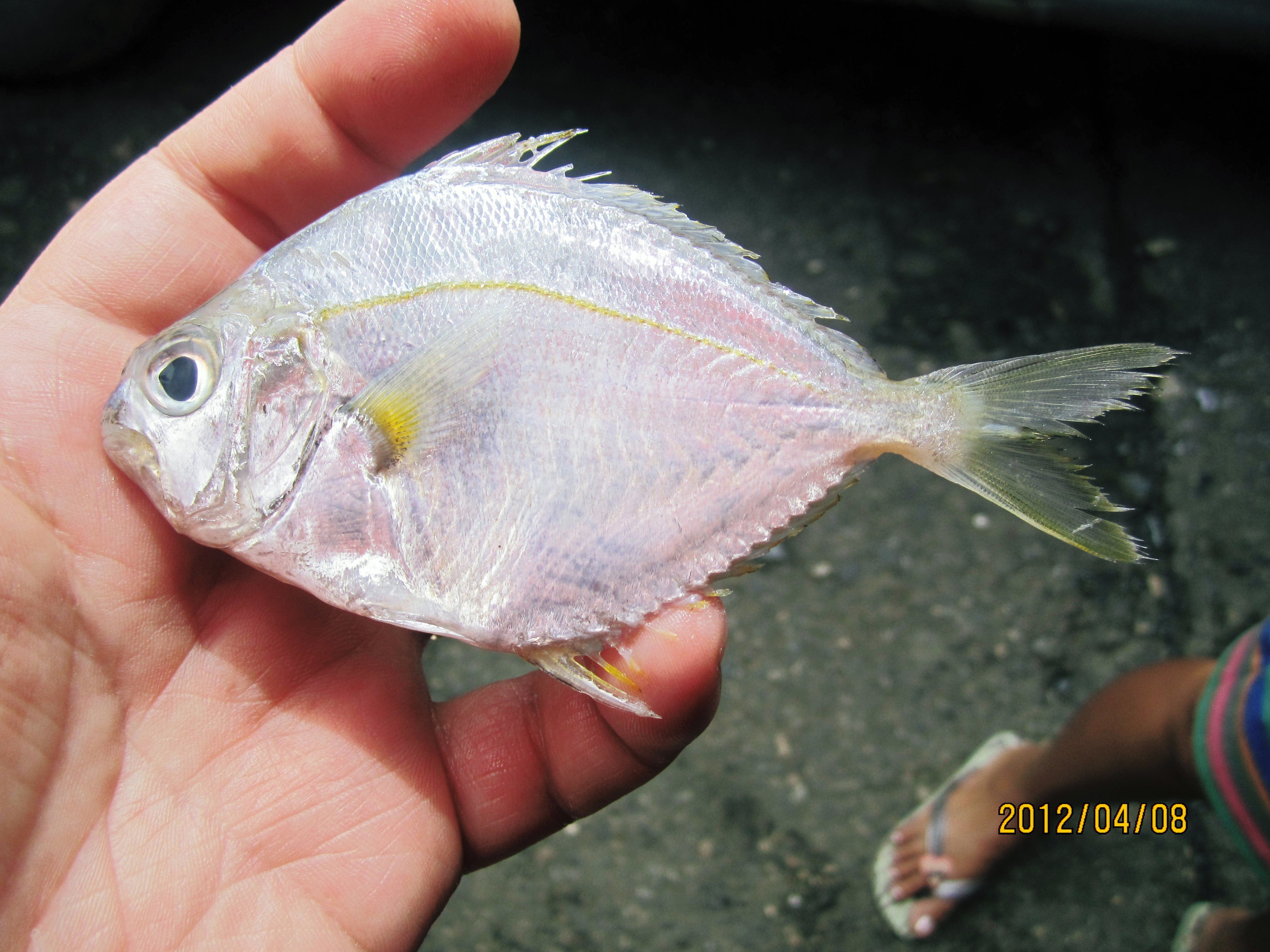 ゴールドストライプポニーフィッシュ WEB魚図鑑