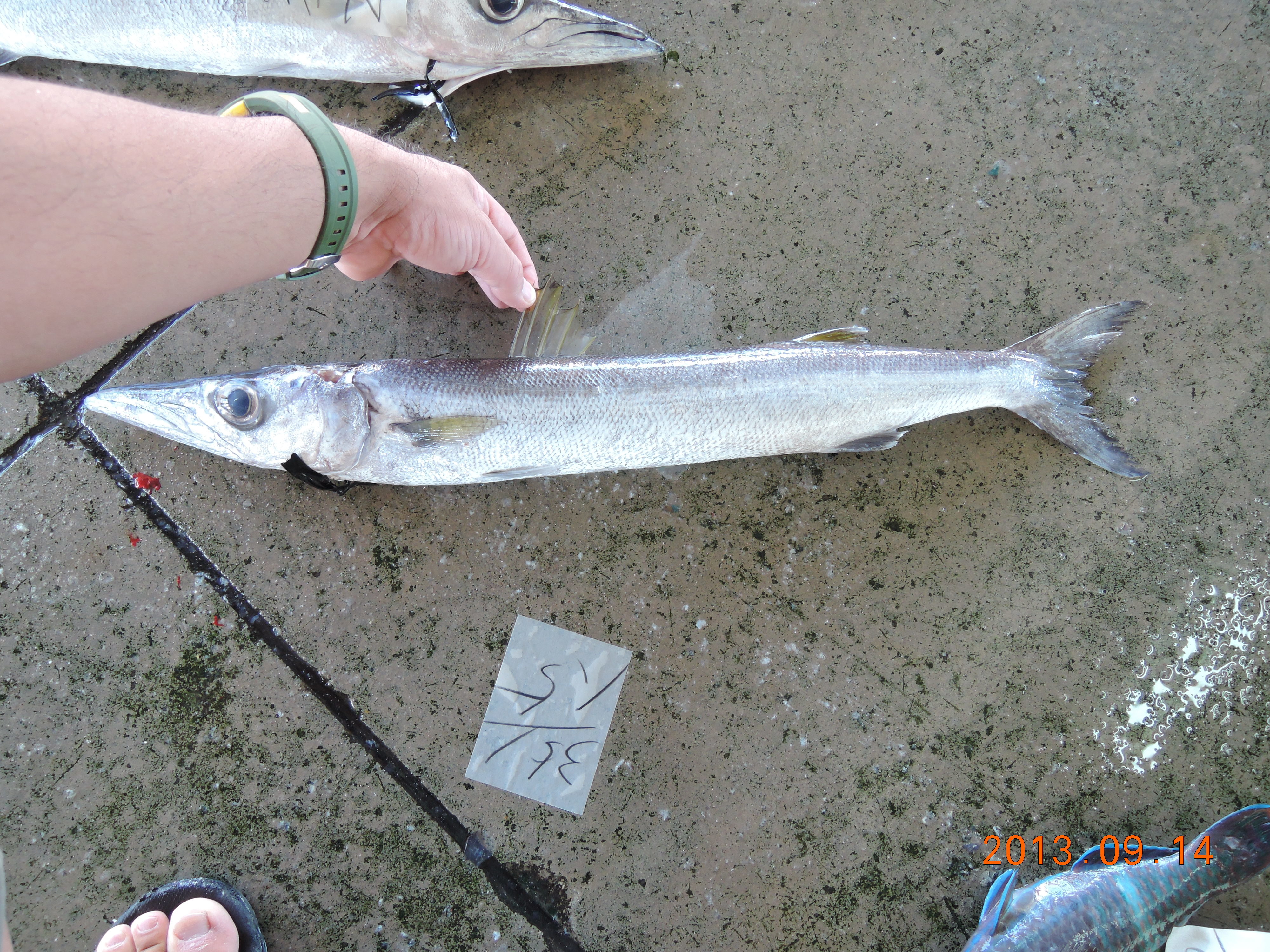 オオメカマス (2015.06.17) WEB魚図鑑