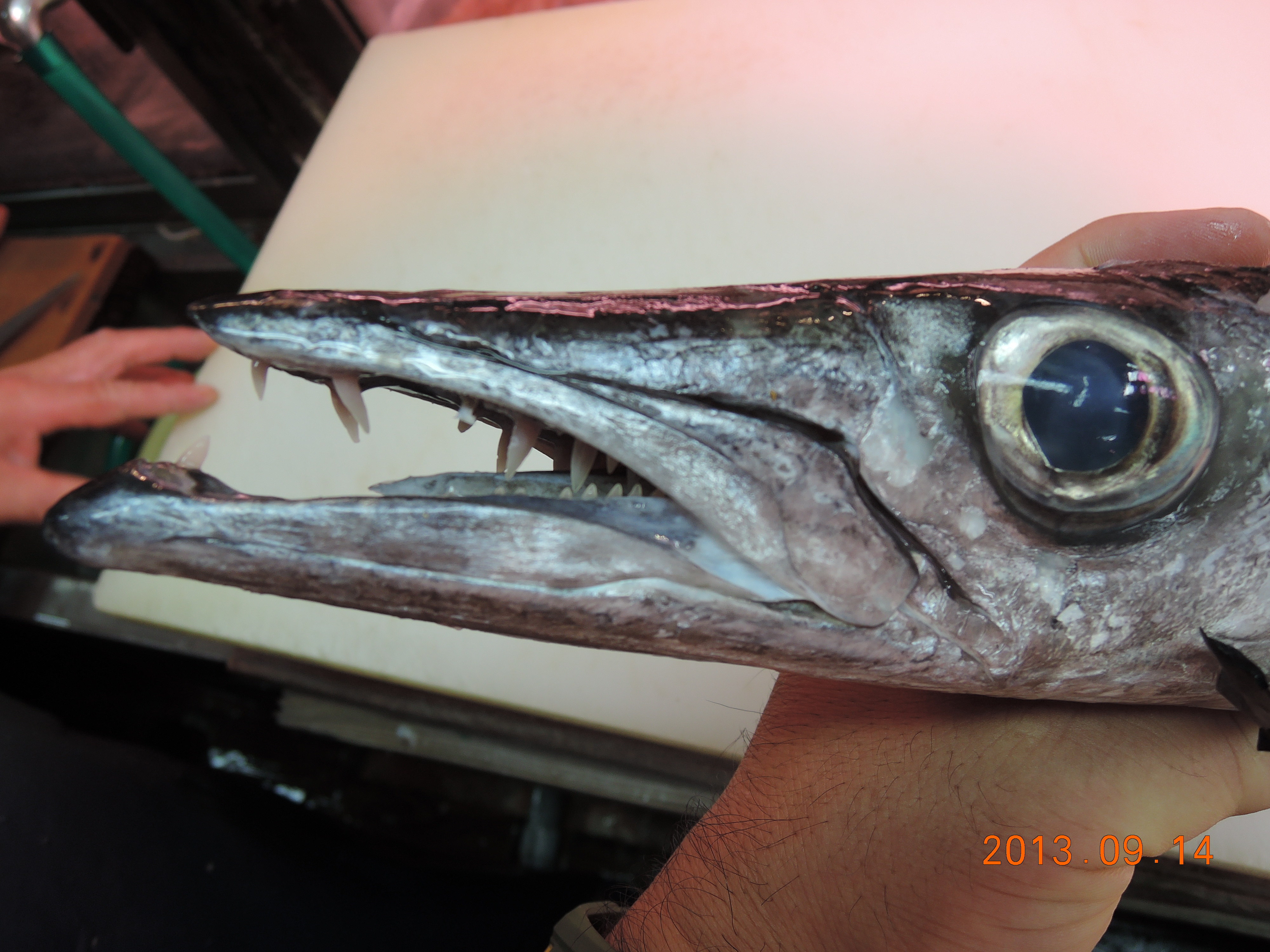 オオメカマス (2015.06.17) WEB魚図鑑