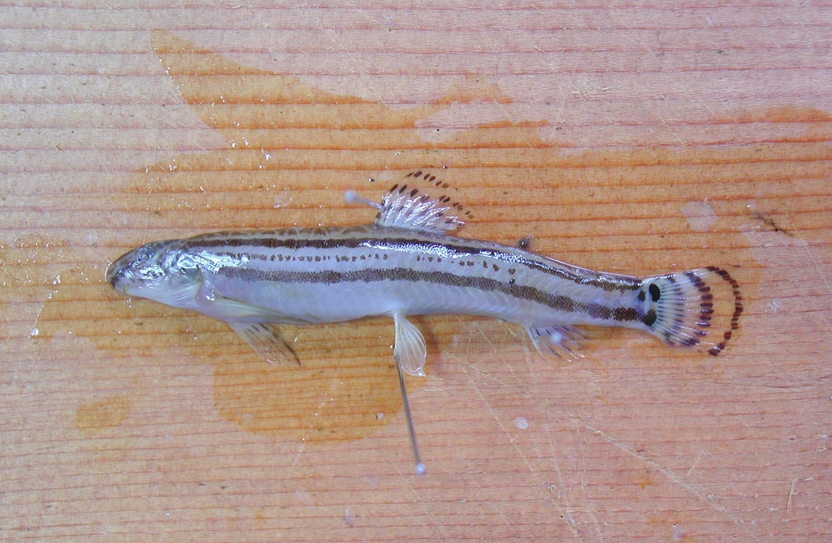 アリアケスジシマドジョウ WEB魚図鑑