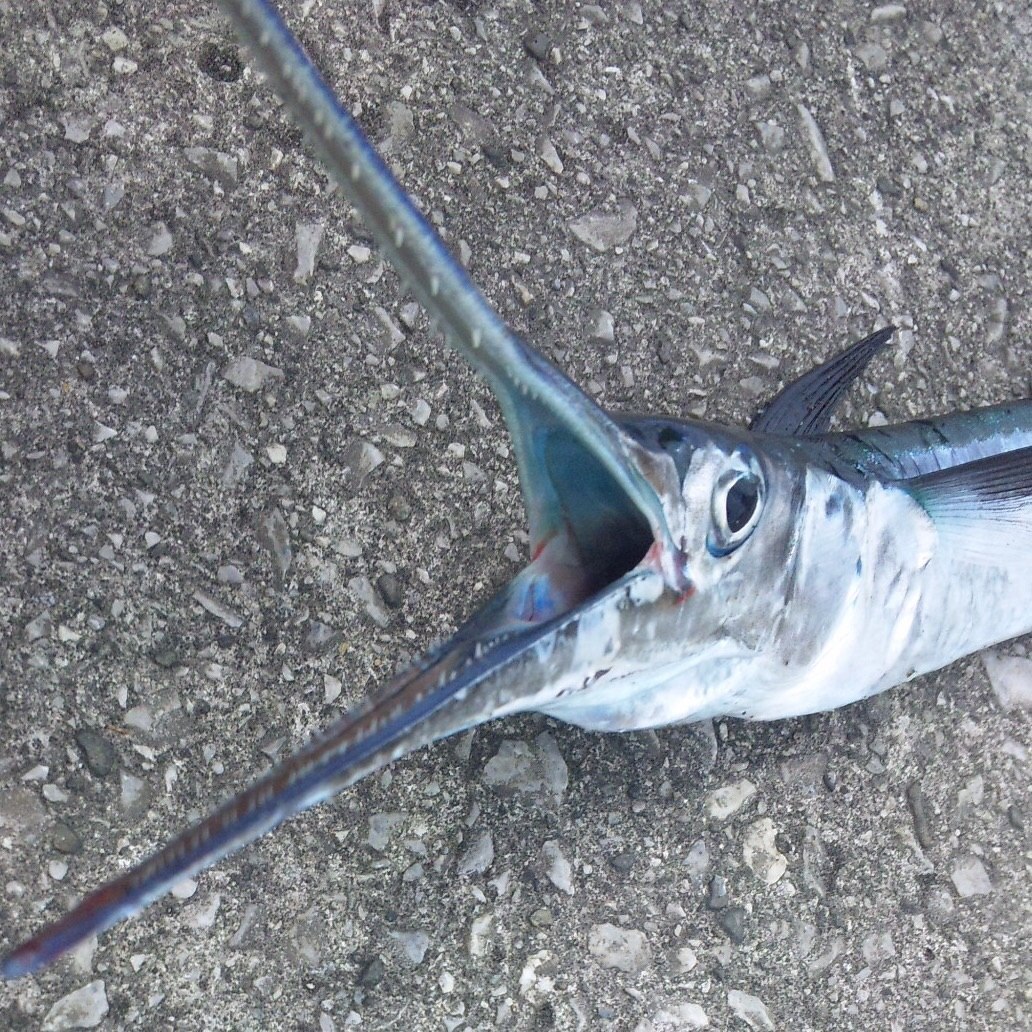 ダツ (2015.08.25) WEB魚図鑑