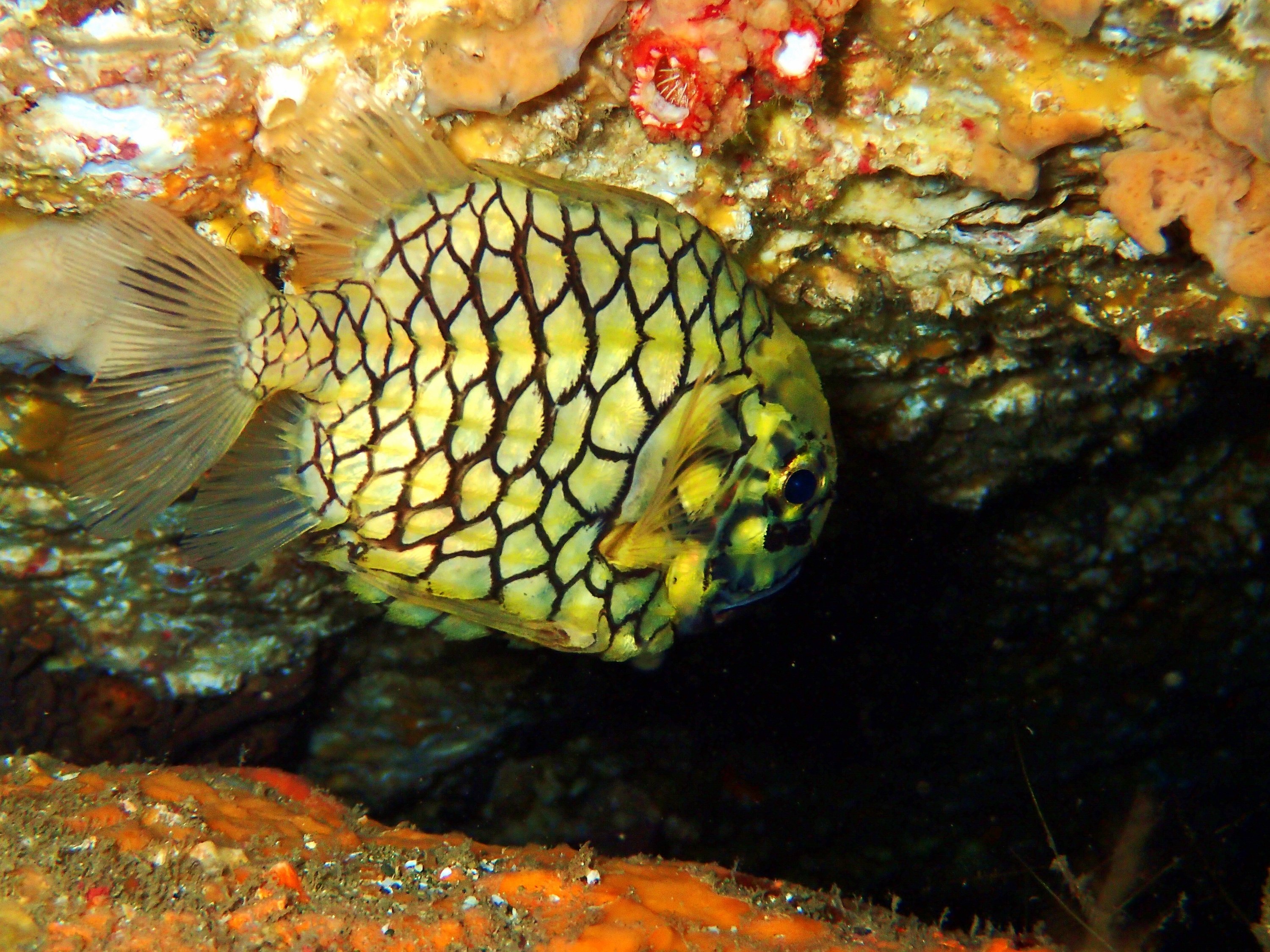 マツカサウオ (2015.09.22) WEB魚図鑑