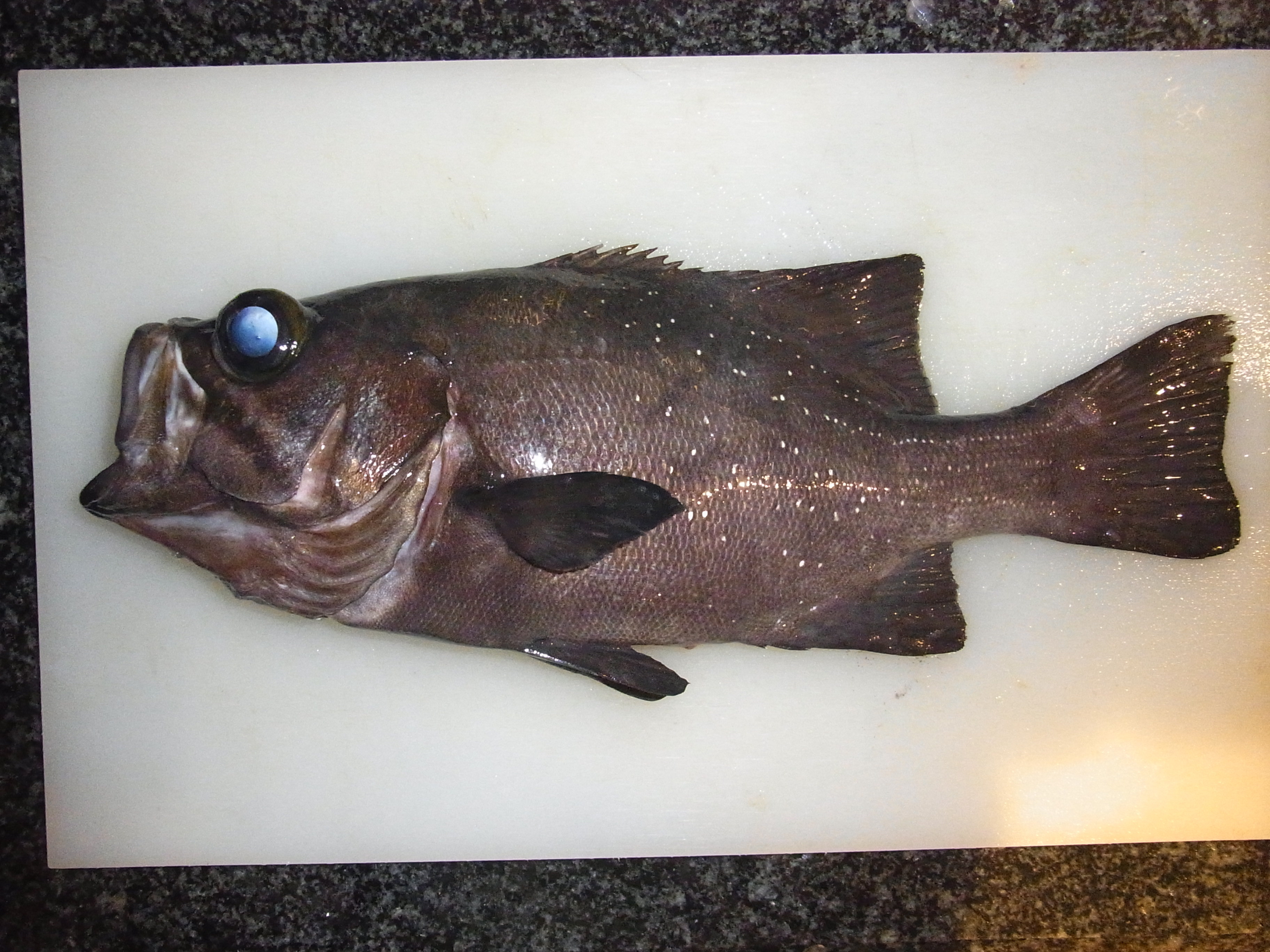 ランプフィッシュ WEB魚図鑑