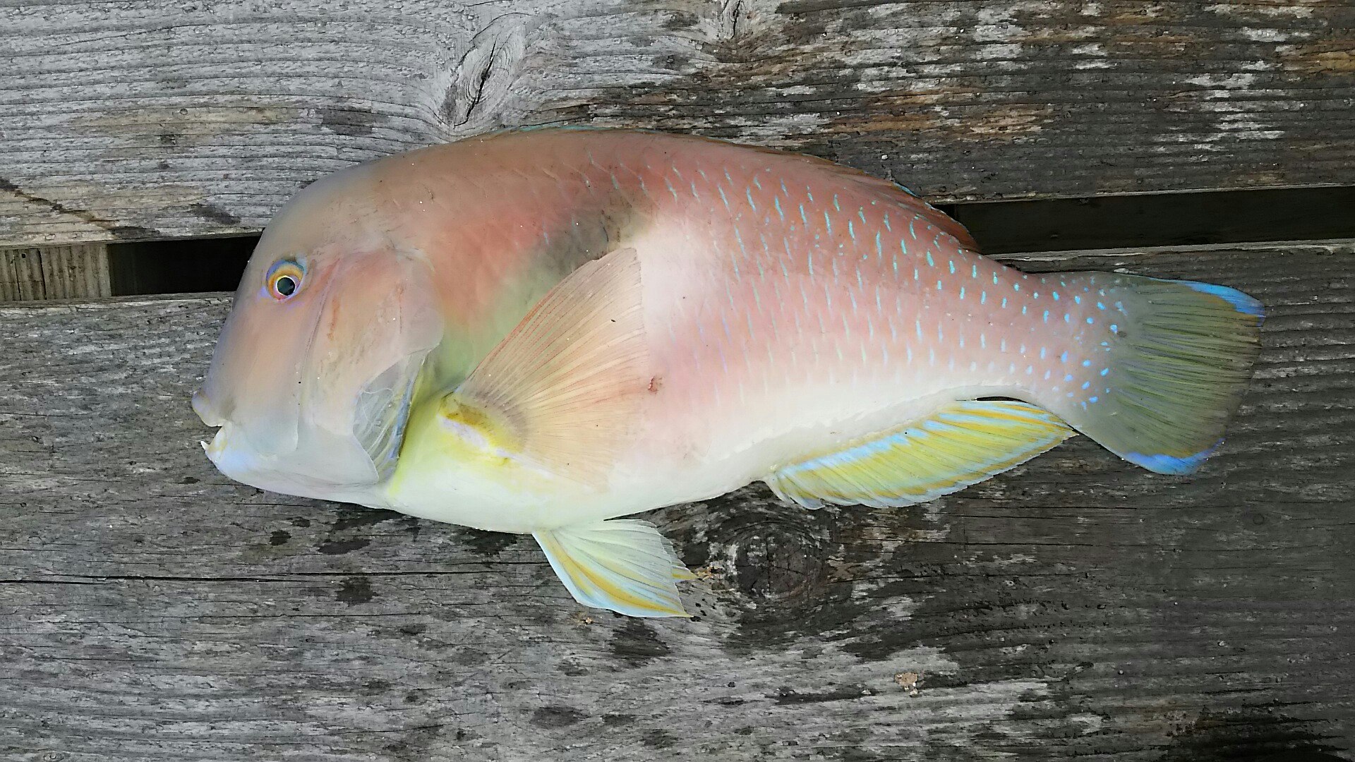 イラ (2015.10.15) WEB魚図鑑