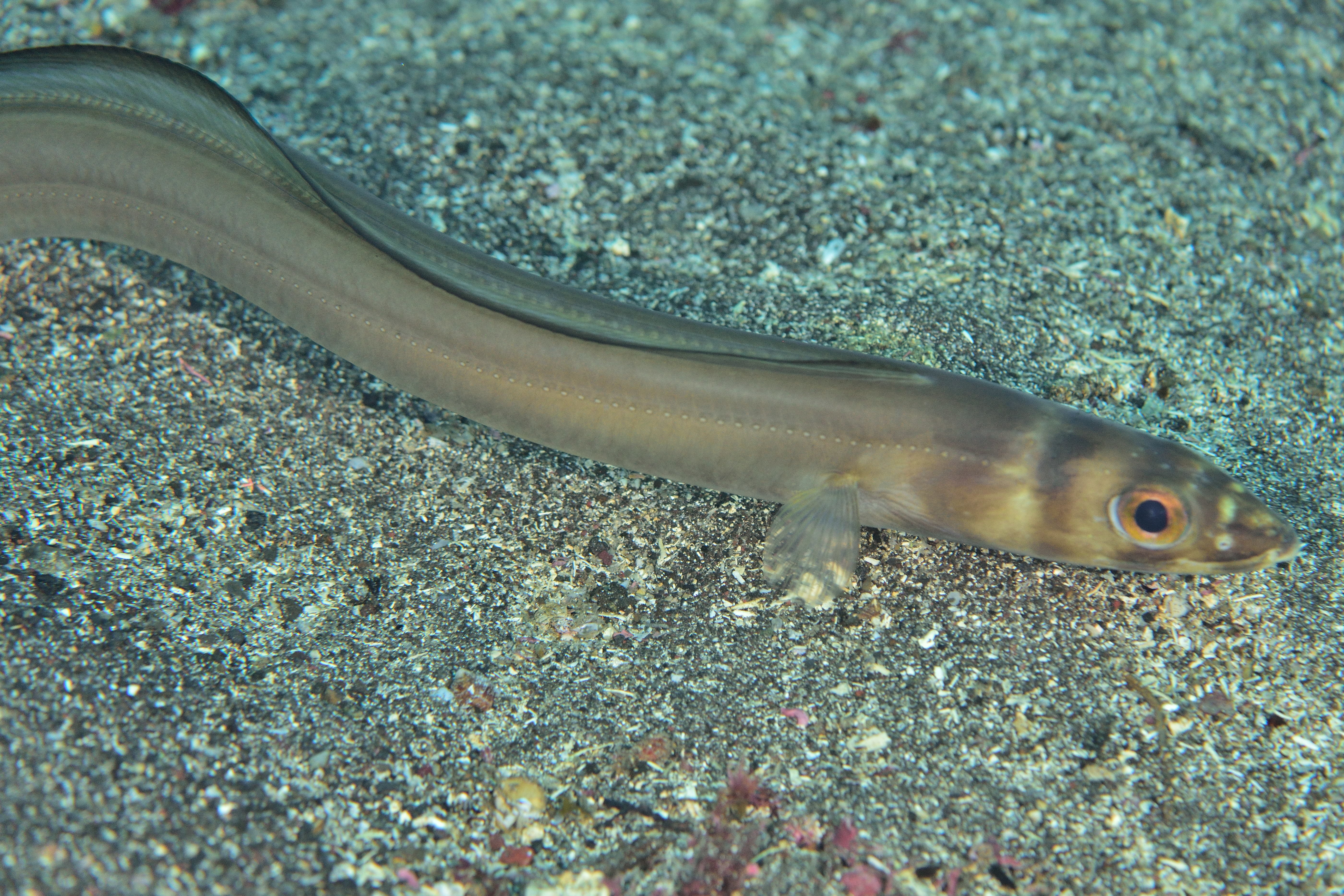 ハナアナゴ WEB魚図鑑