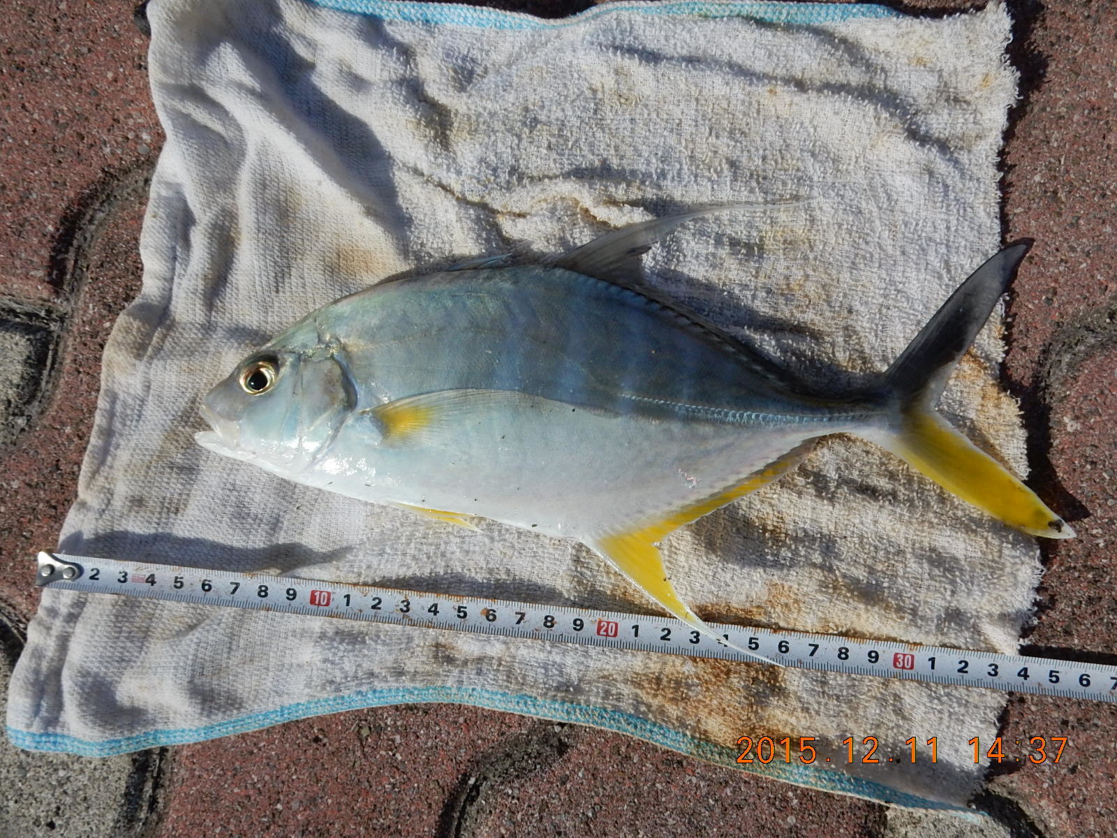 テンジクアジ (2015.12.11) WEB魚図鑑