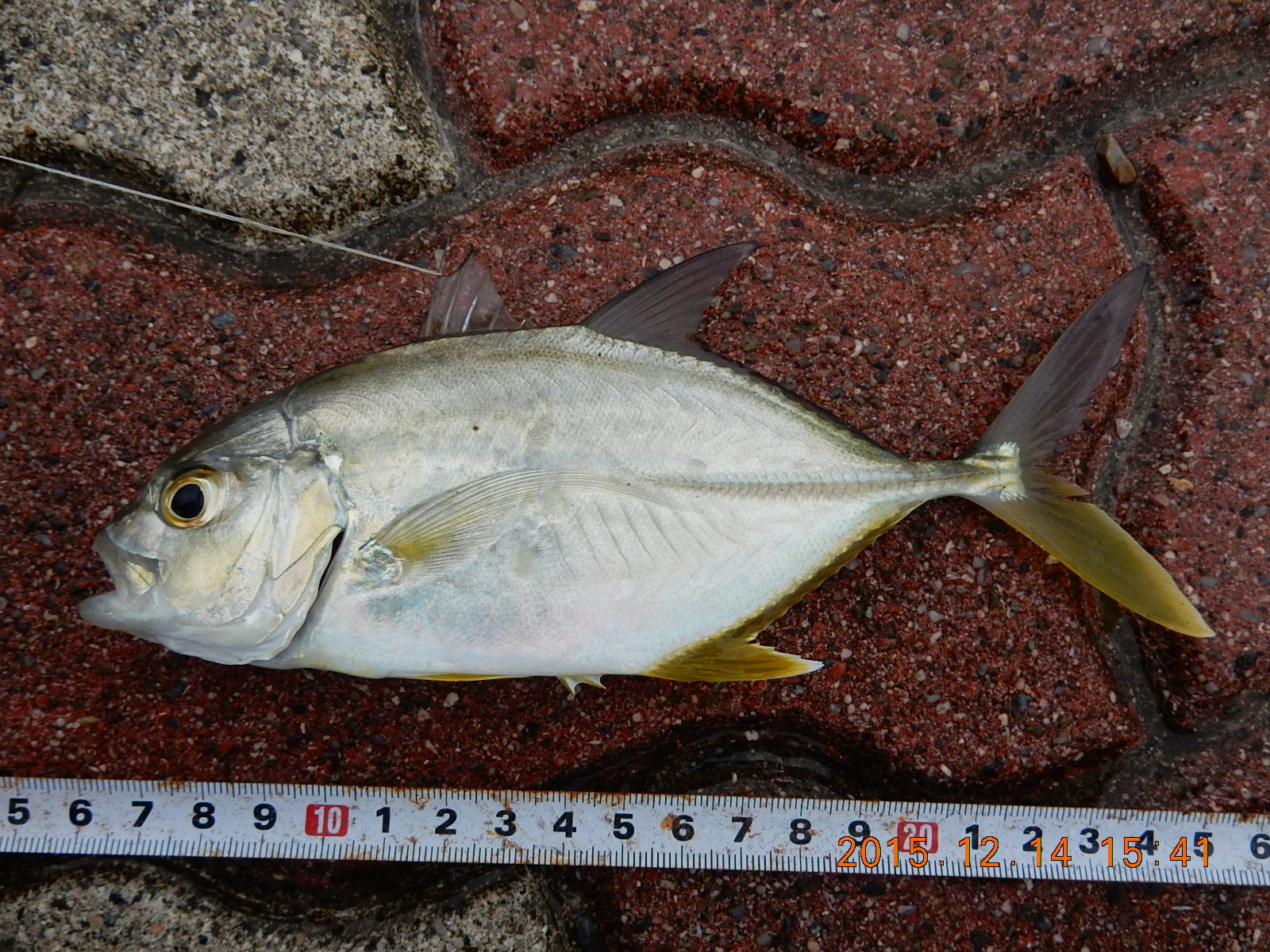 オニヒラアジ (2015.12.14) WEB魚図鑑