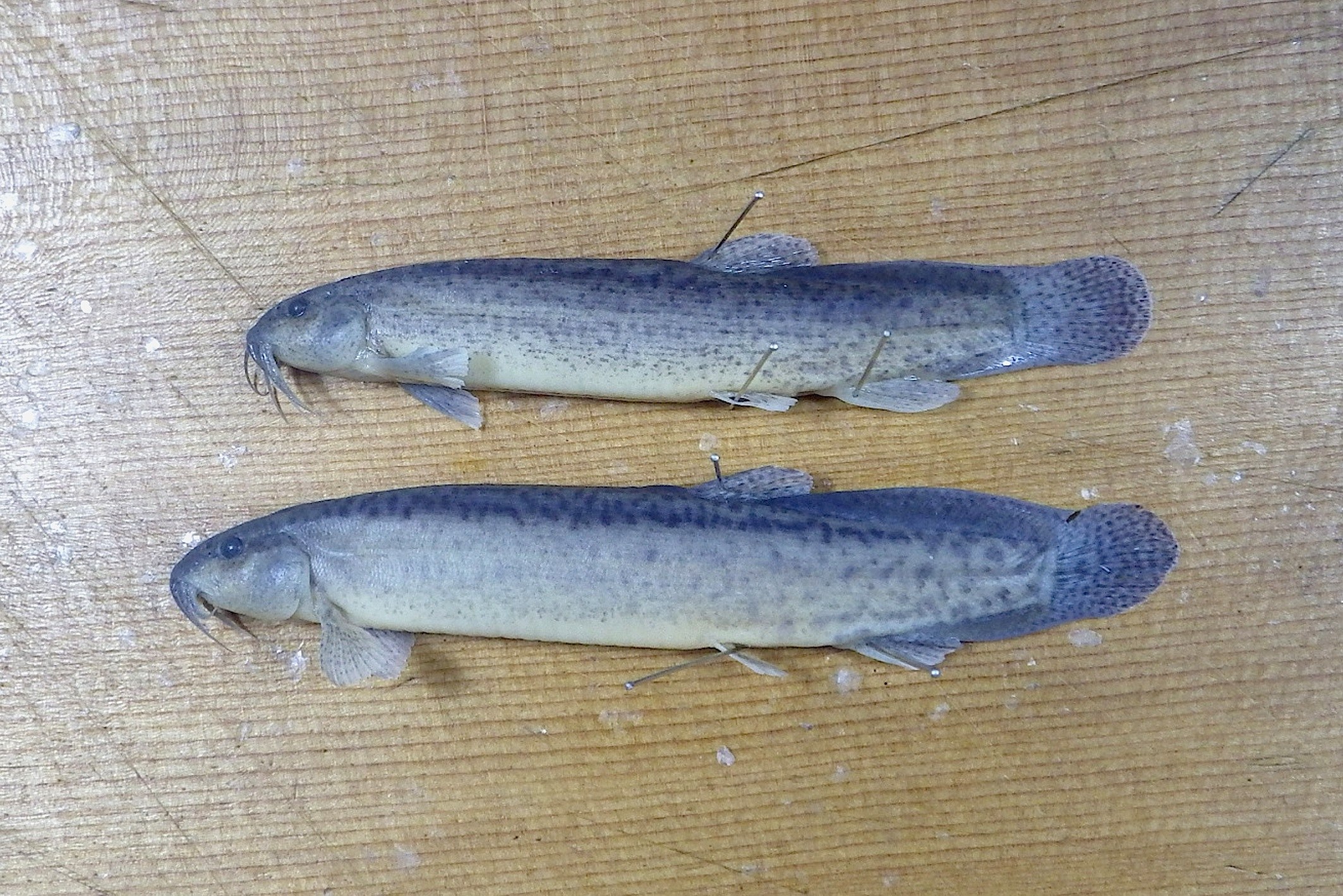 カラドジョウ (2016.03.19) WEB魚図鑑