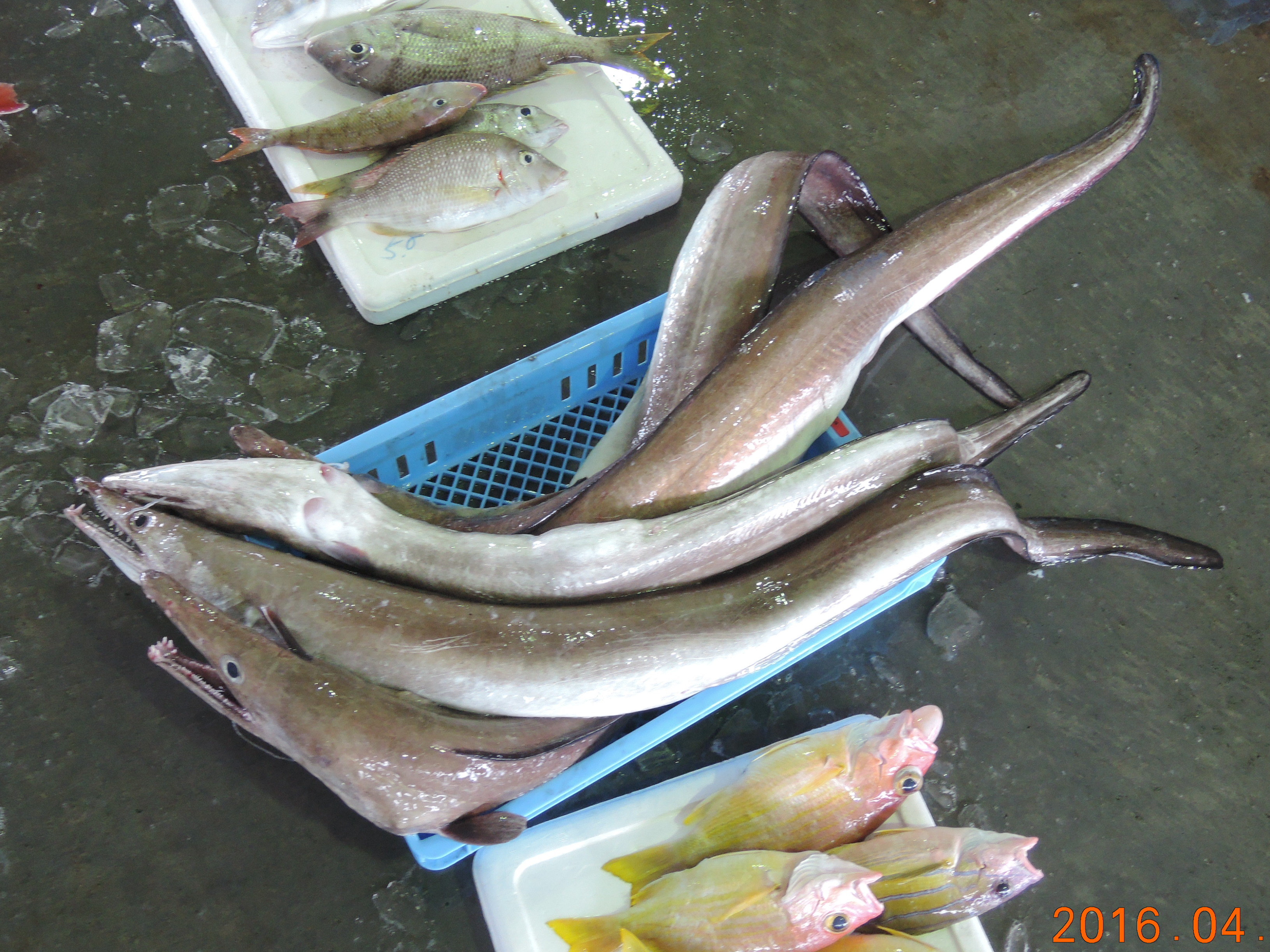ハモ (2016.04.30) WEB魚図鑑