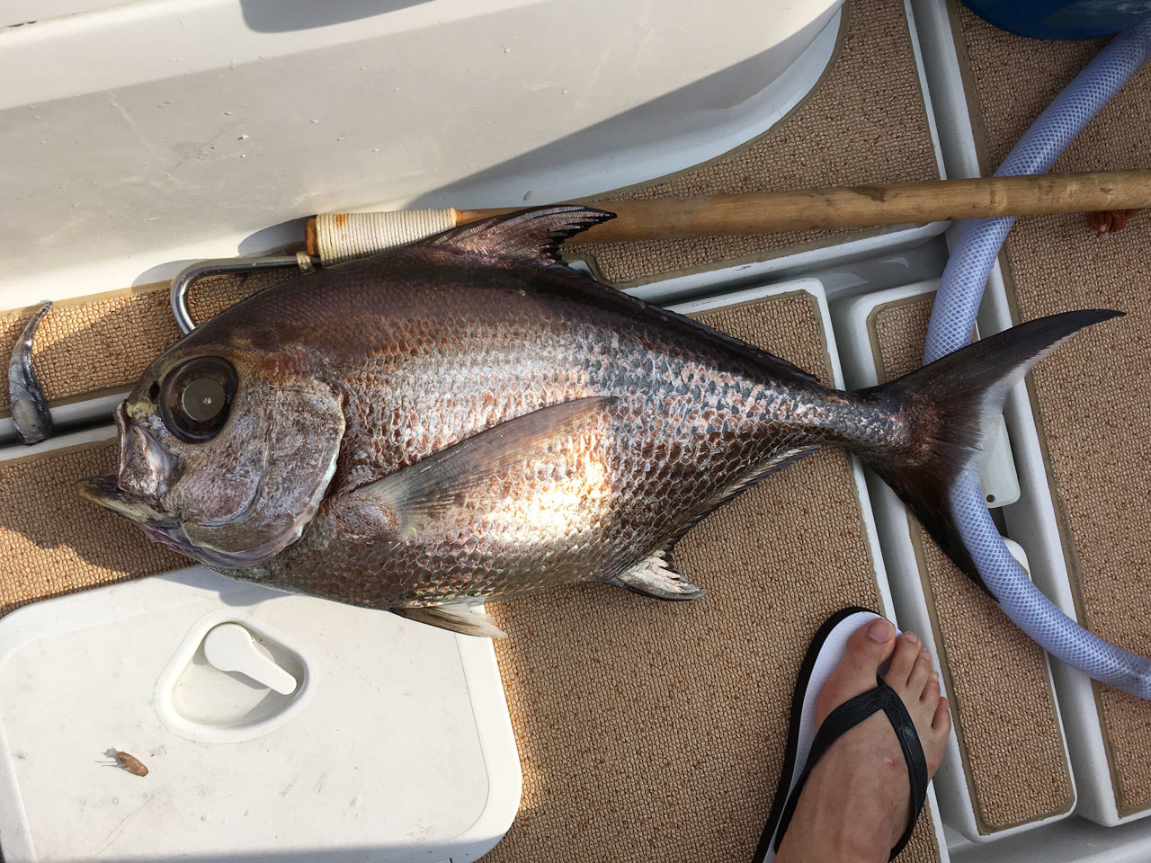 チカメエチオピア WEB魚図鑑