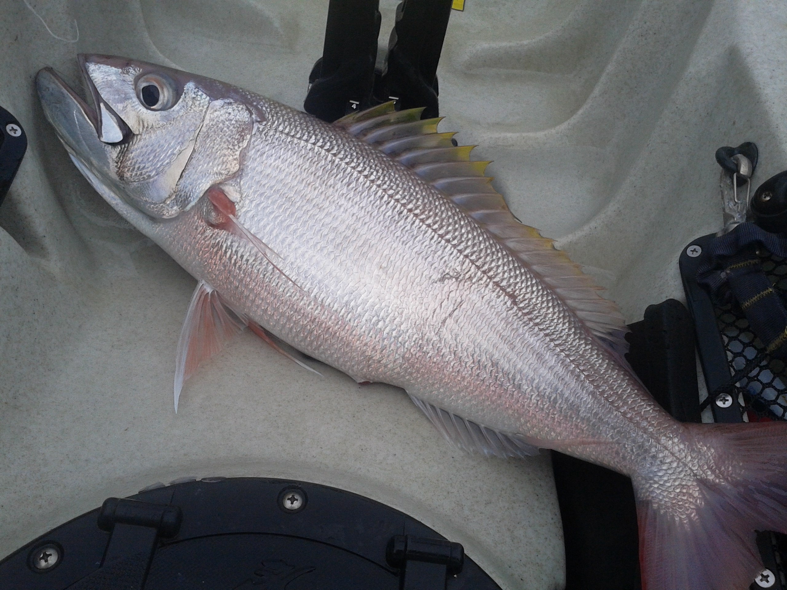 オオグチイシチビキ (2016.05.08) WEB魚図鑑