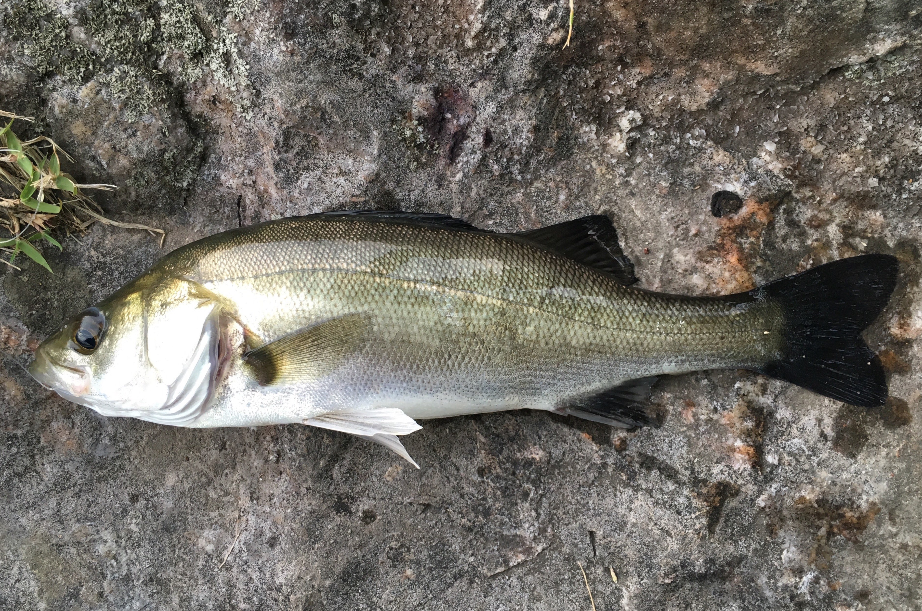 スズキ (2016.05.21) WEB魚図鑑