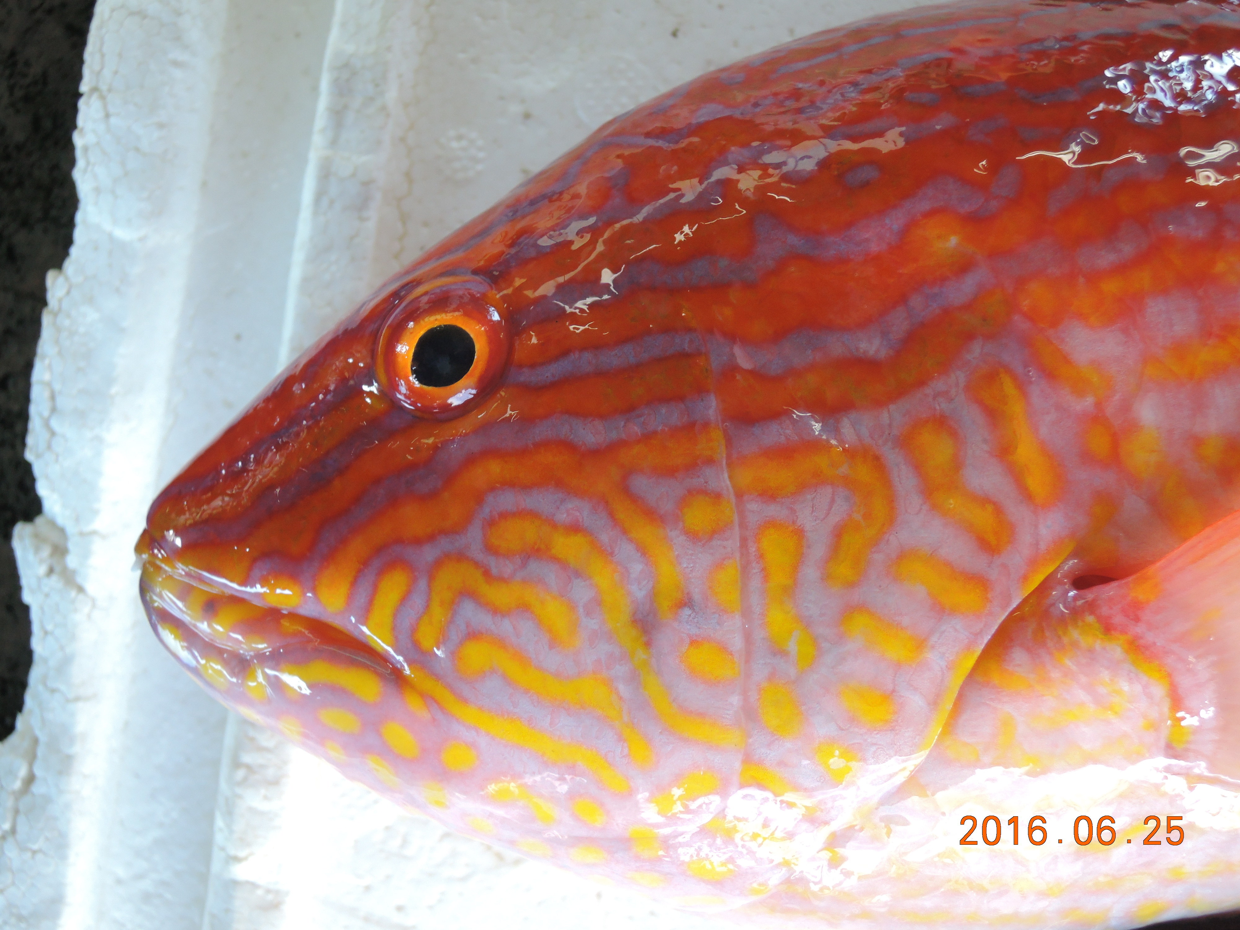 ヒレグロベラ (2016.07.13) WEB魚図鑑