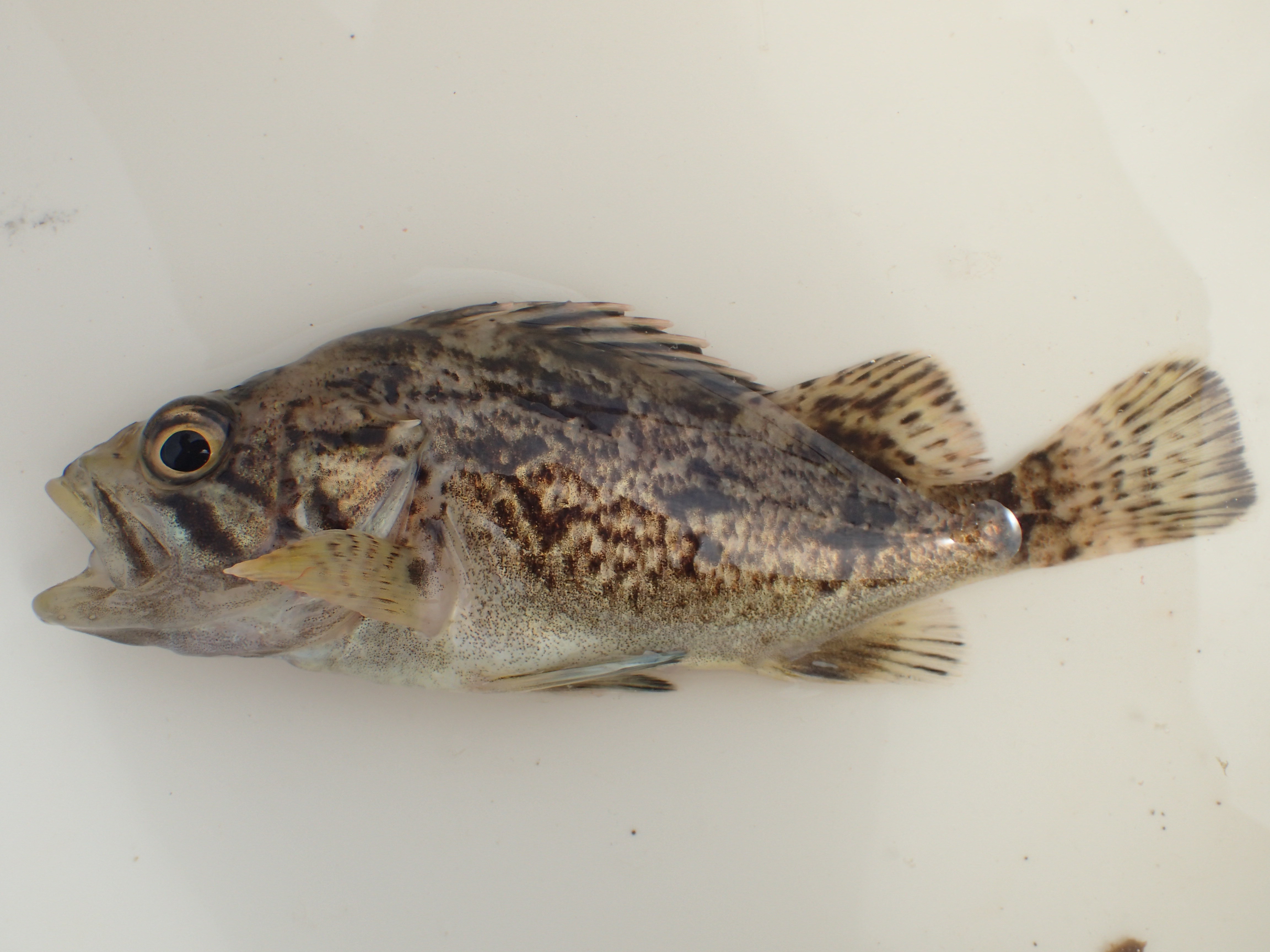 クロソイ (2016.07.23) WEB魚図鑑