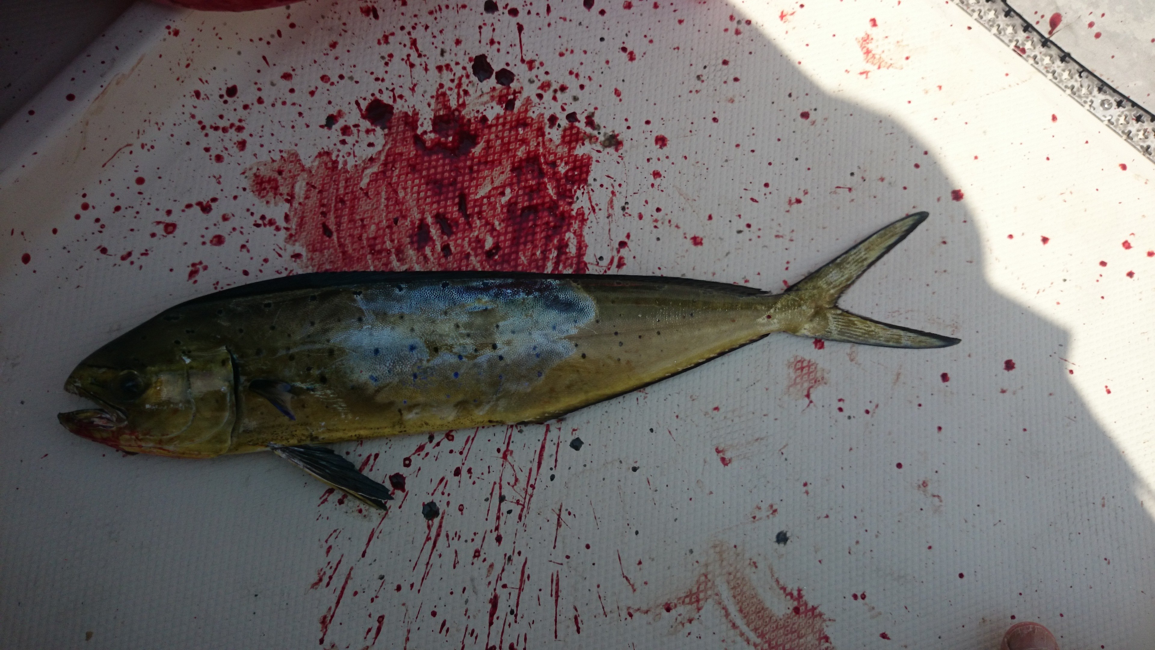 シイラ (2016.08.06) WEB魚図鑑