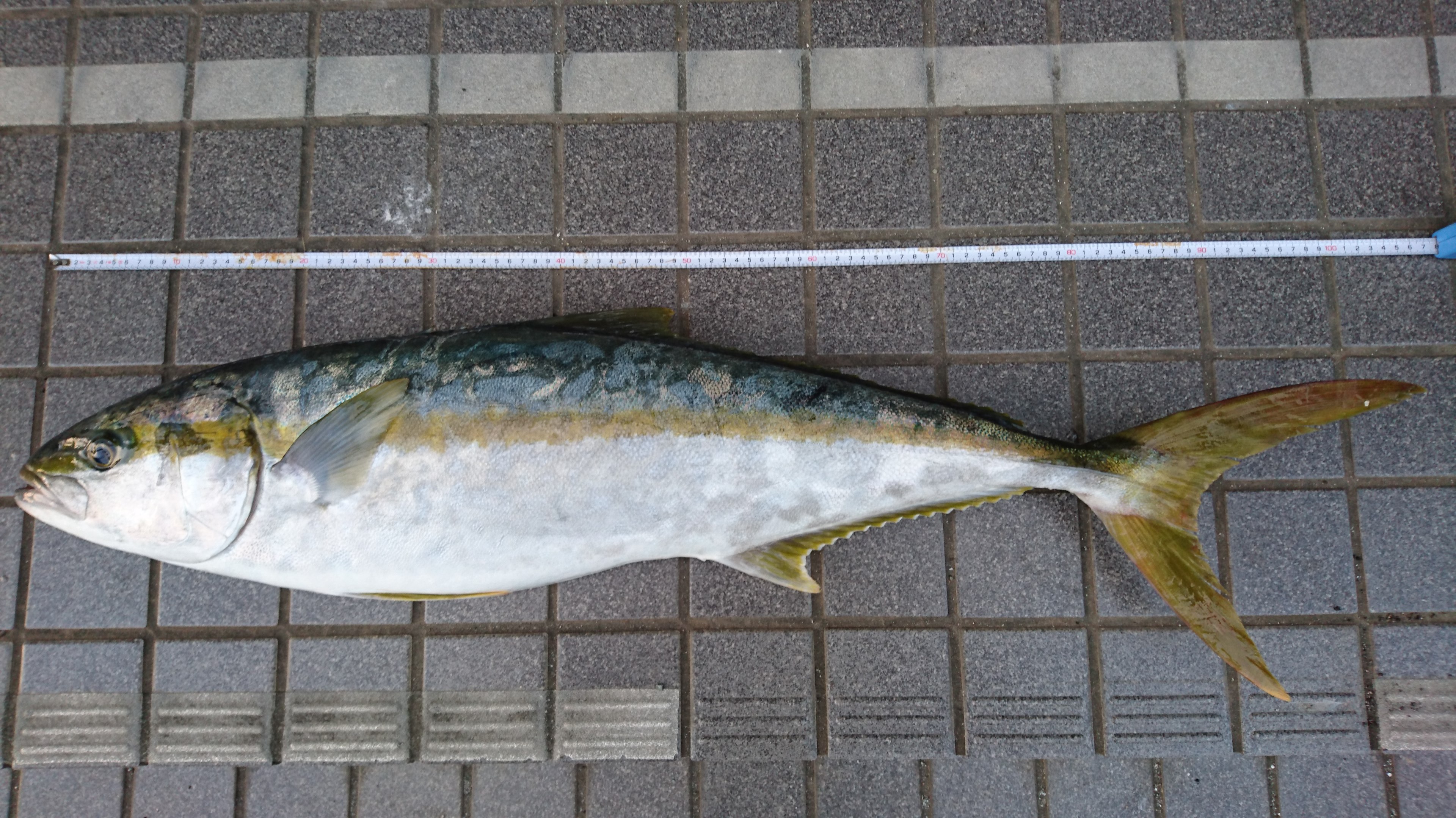 ヒラマサ (2016.08.17) WEB魚図鑑