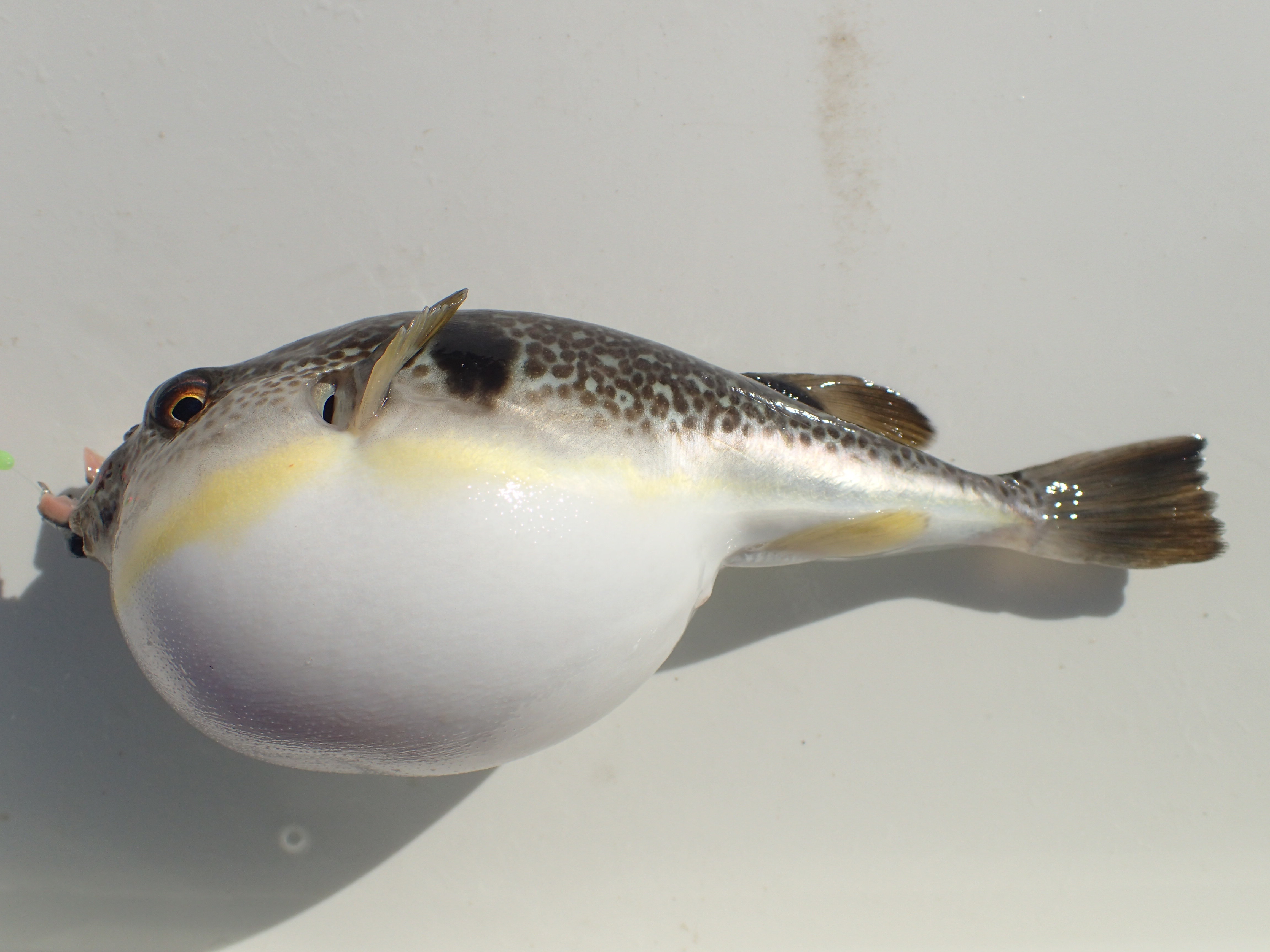 マフグ (2016.09.19) WEB魚図鑑