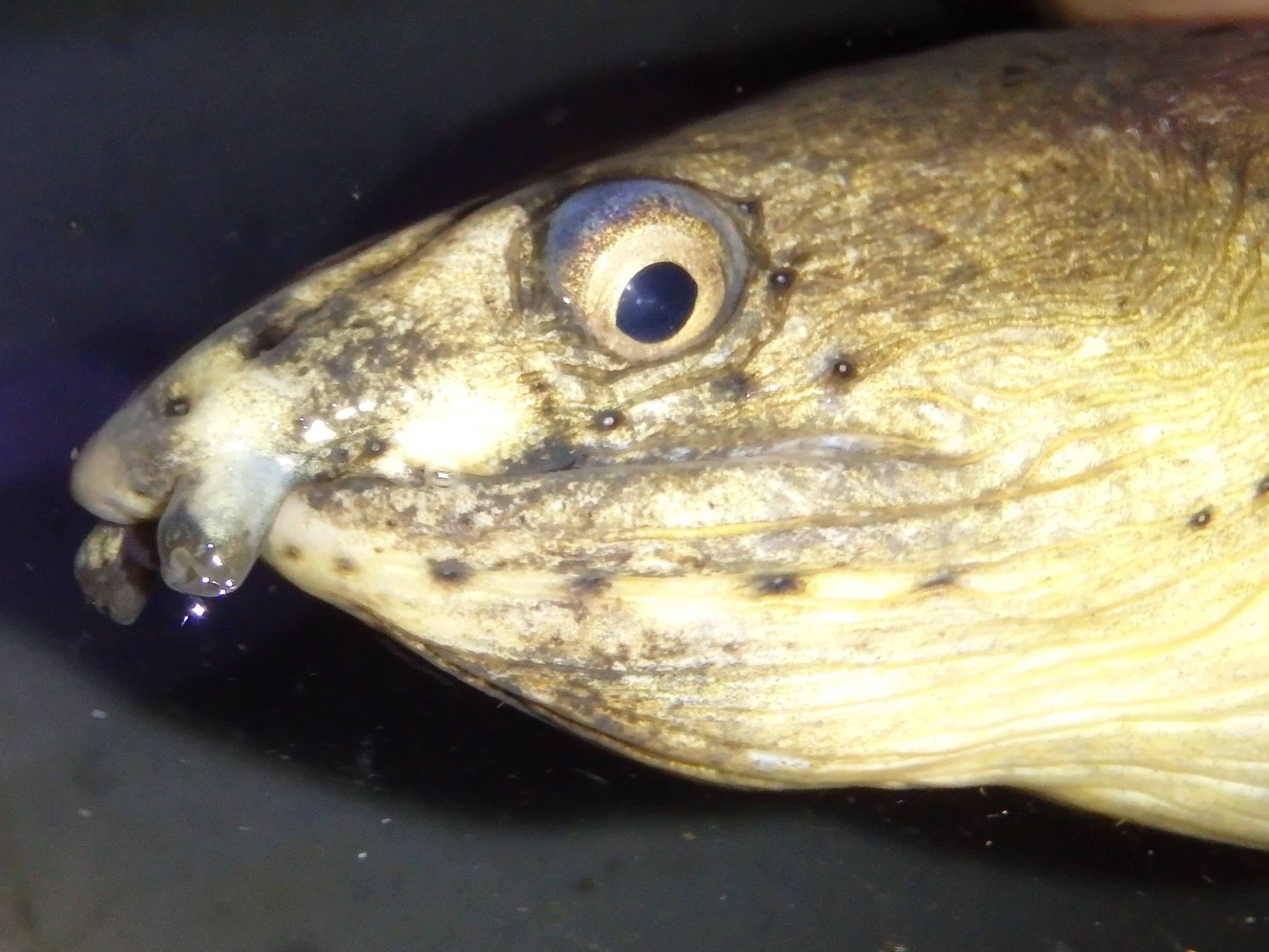 ホタテウミヘビ (2016.10.23) WEB魚図鑑