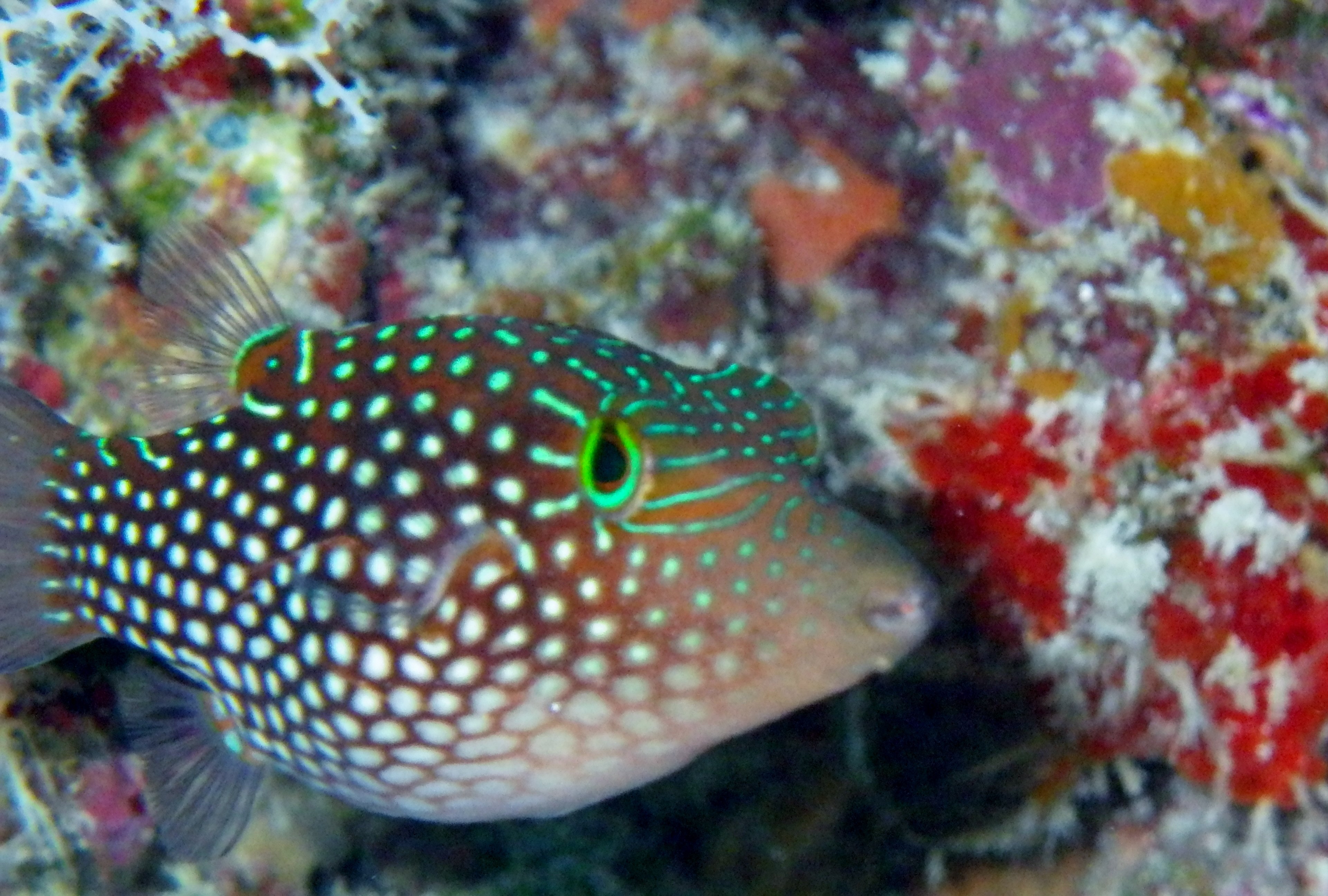 シボリキンチャクフグ WEB魚図鑑