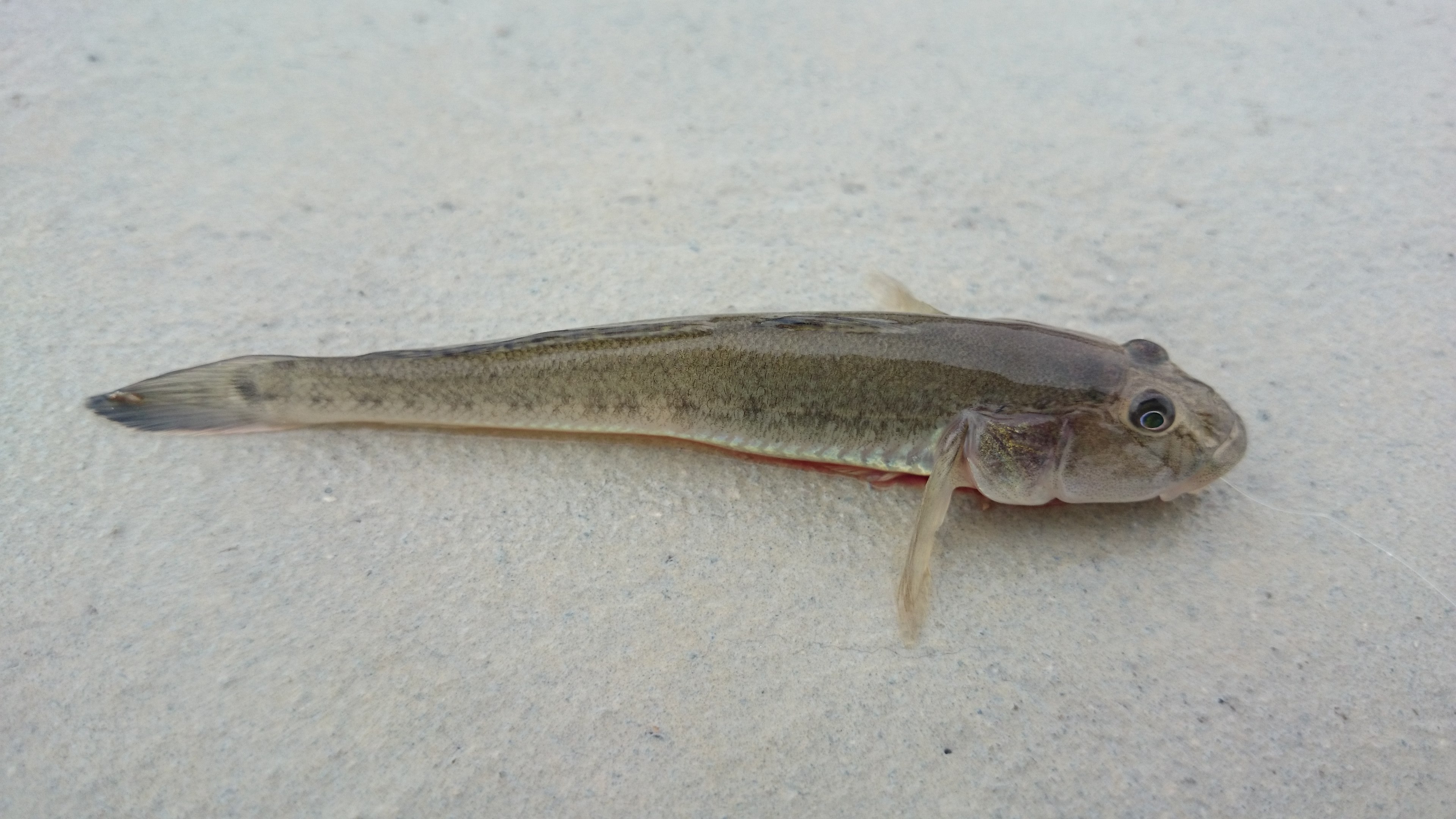 ハゼクチ (2016.11.08) WEB魚図鑑