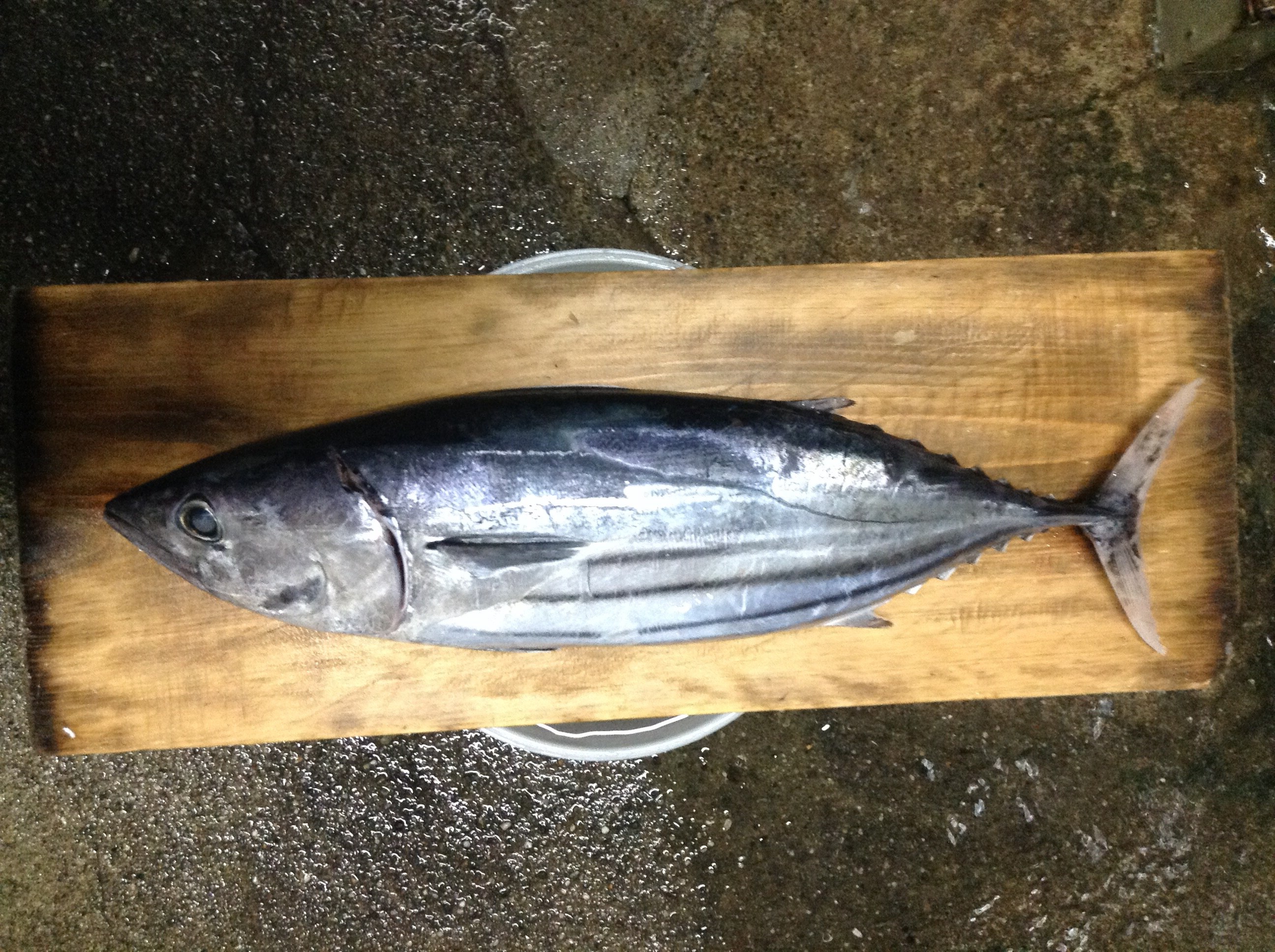 カツオ (2016.11.28) WEB魚図鑑