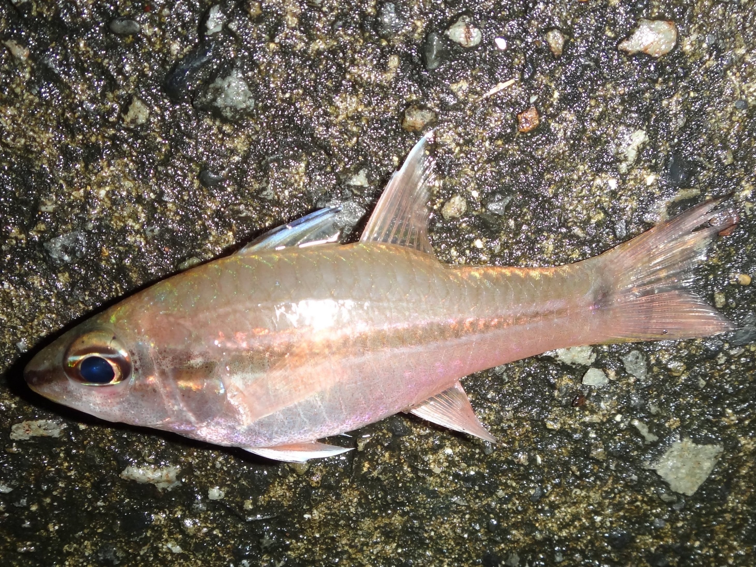 ヒトスジイシモチ (2016.12.05) WEB魚図鑑