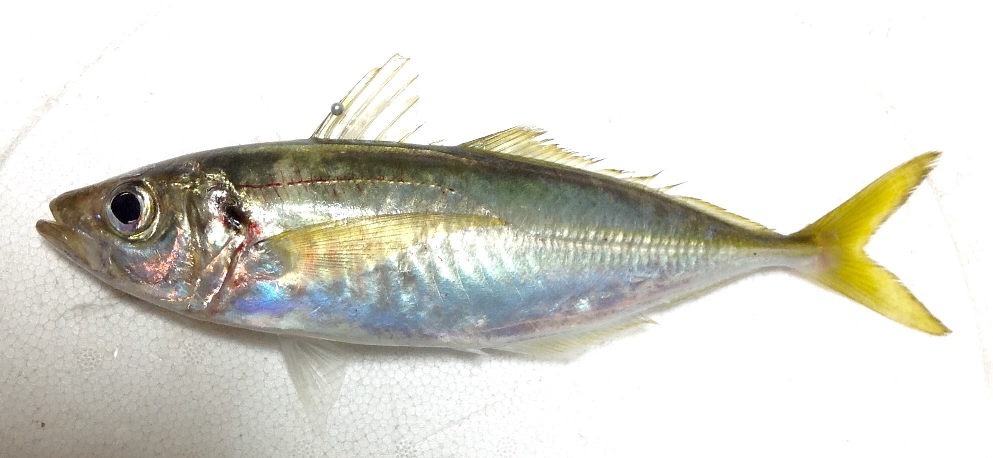 マアジ (2016.12.06) WEB魚図鑑